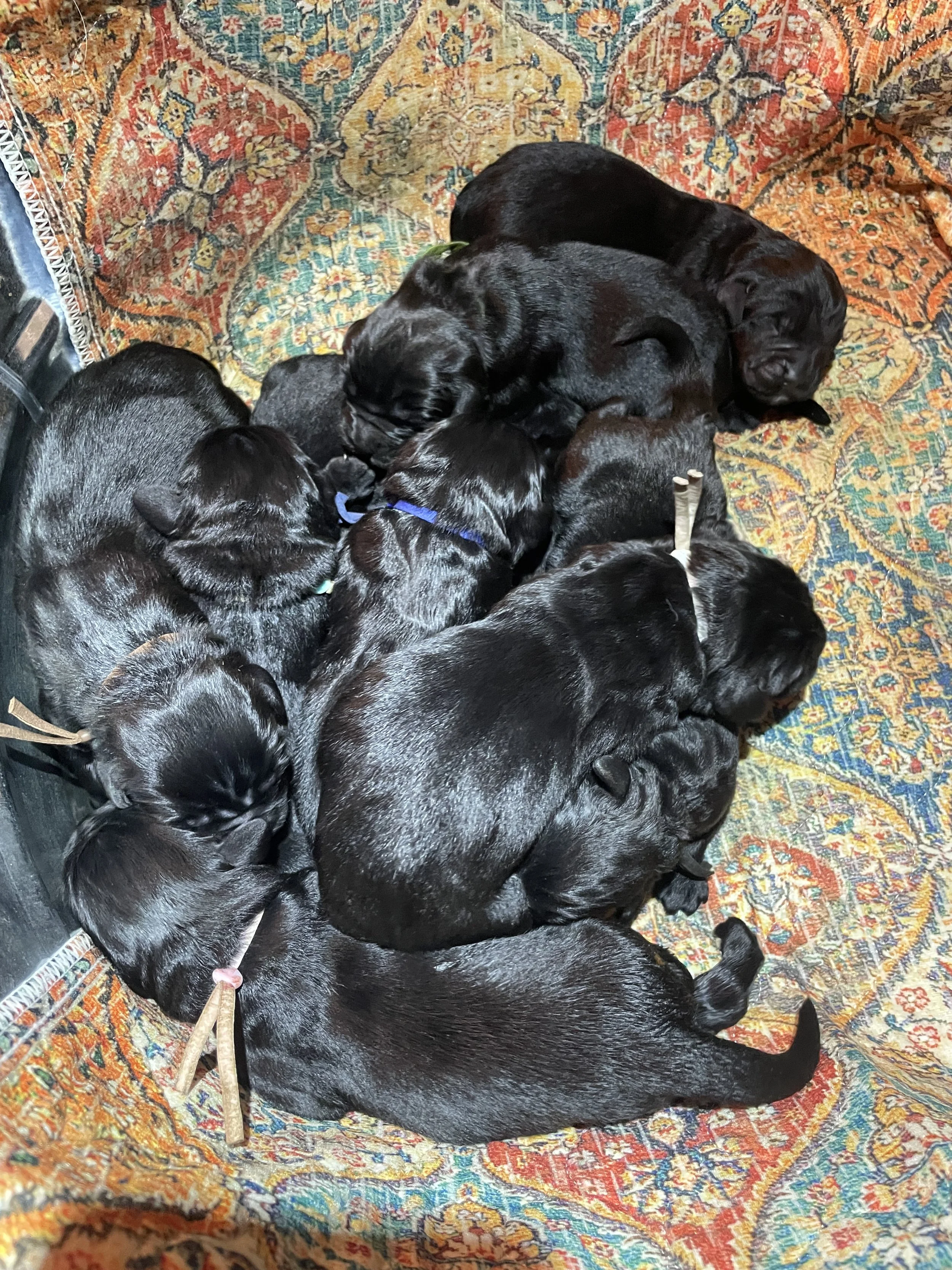 A group of black Labrador Retriever puppies resting on a colorful patterned blanket.
