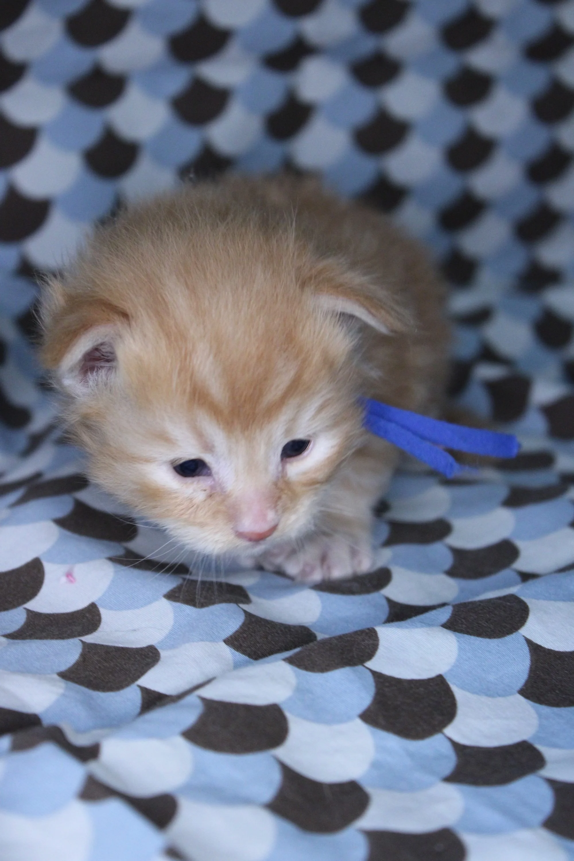 A small orange Maine Coon kitten with blue eyes and a blue collar, sitting on a patterned fabric background.