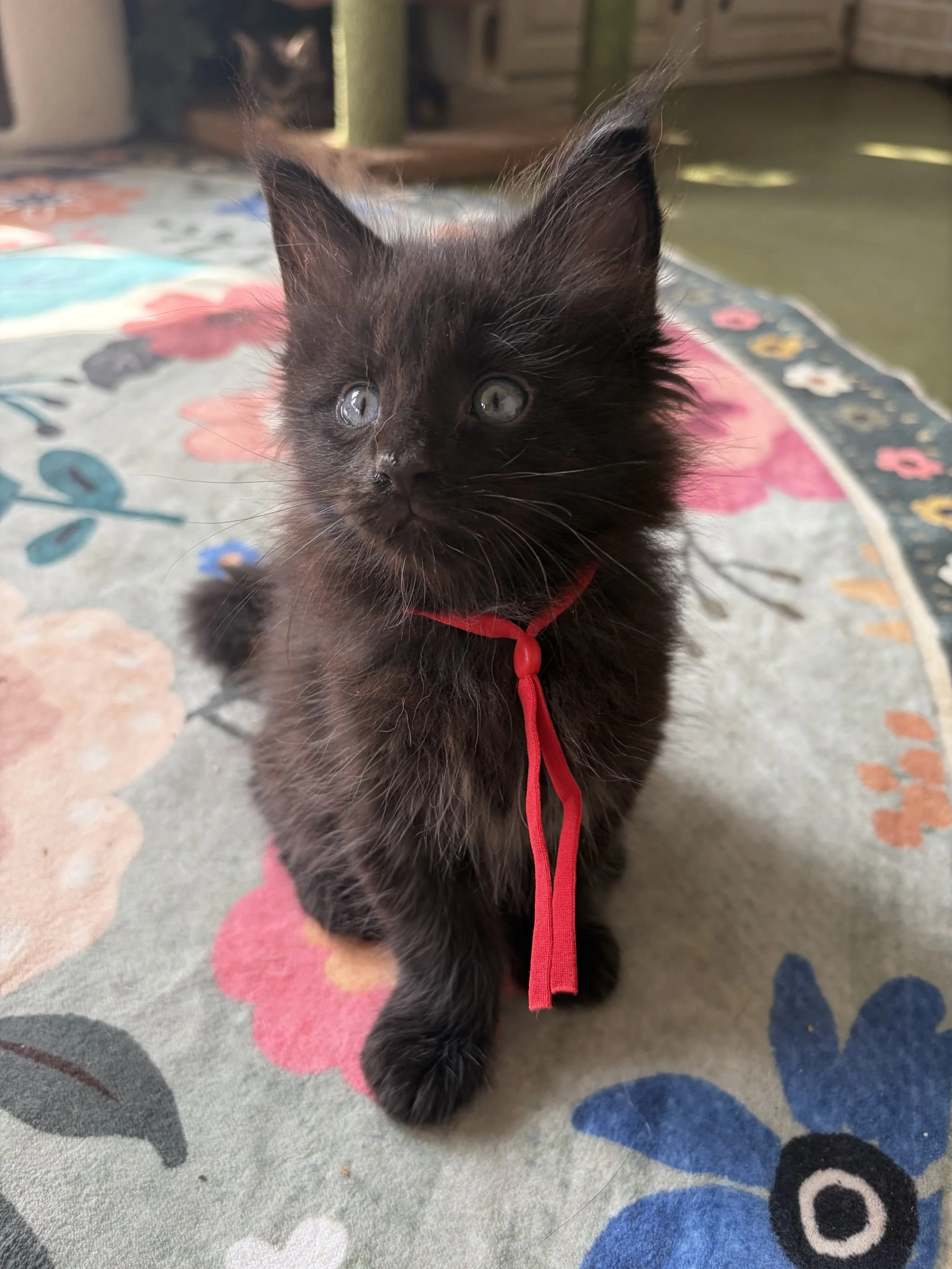 Black Maine Coon kitten with a red ribbon around its neck sitting on a colorful floral and butterfly-patterned rug.
