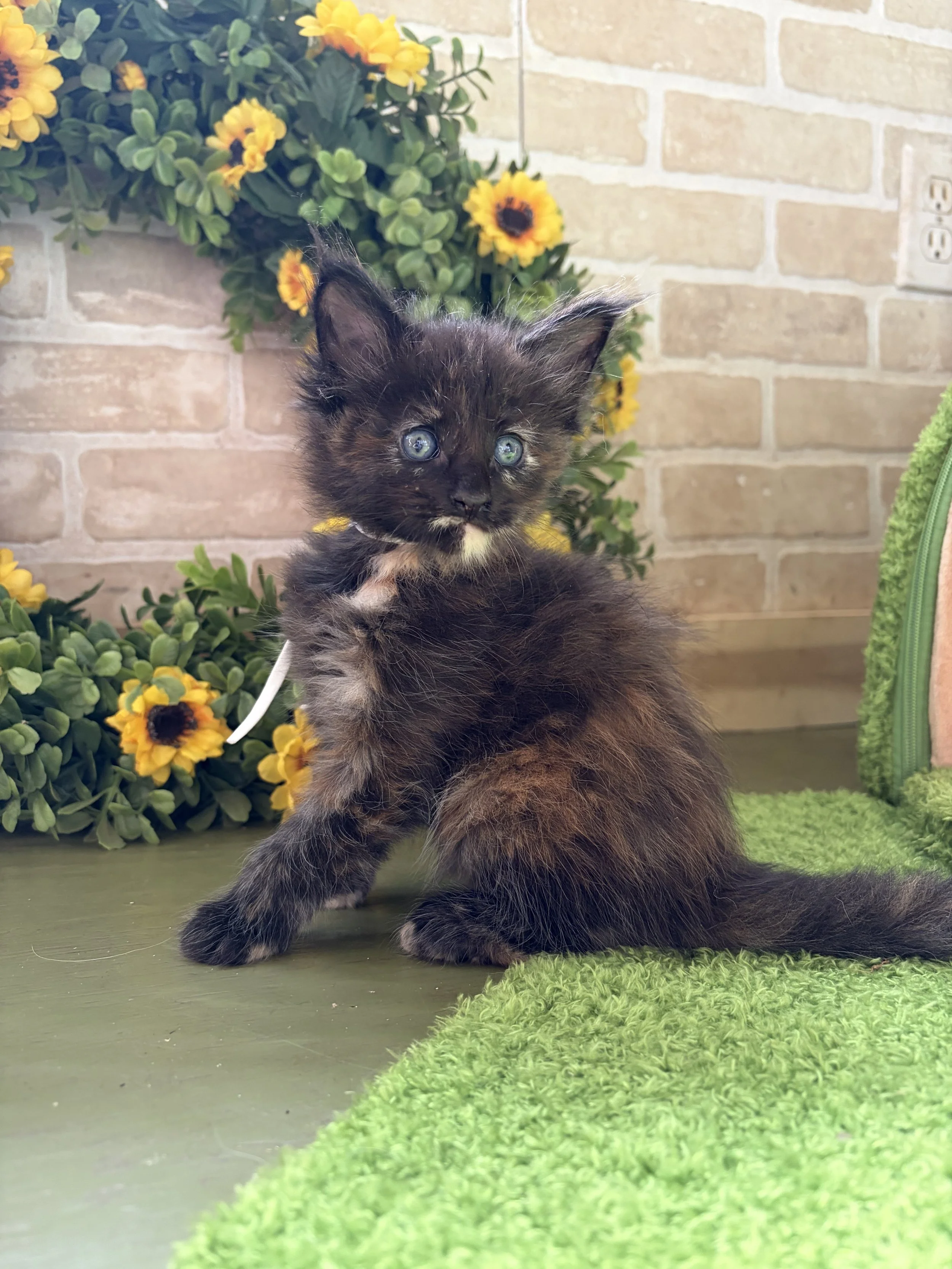 A black kitten with green eyes sitting on green flooring in front of yellow flowers and green foliage, with a brick wall in the background.