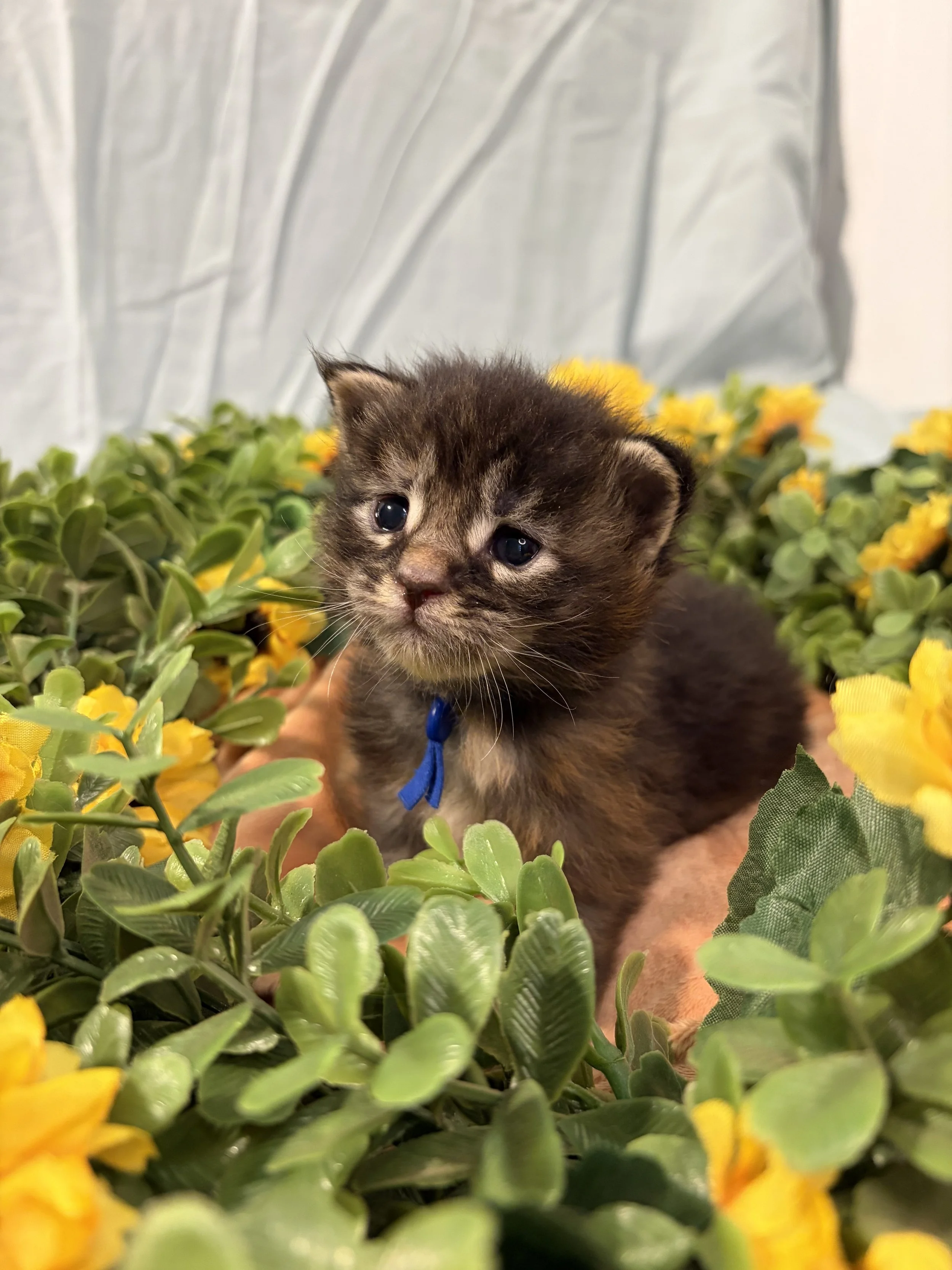 Close-up of a small Maine Coon kitten with blue eyes sitting among green foliage and yellow flowers, with a blurred background.