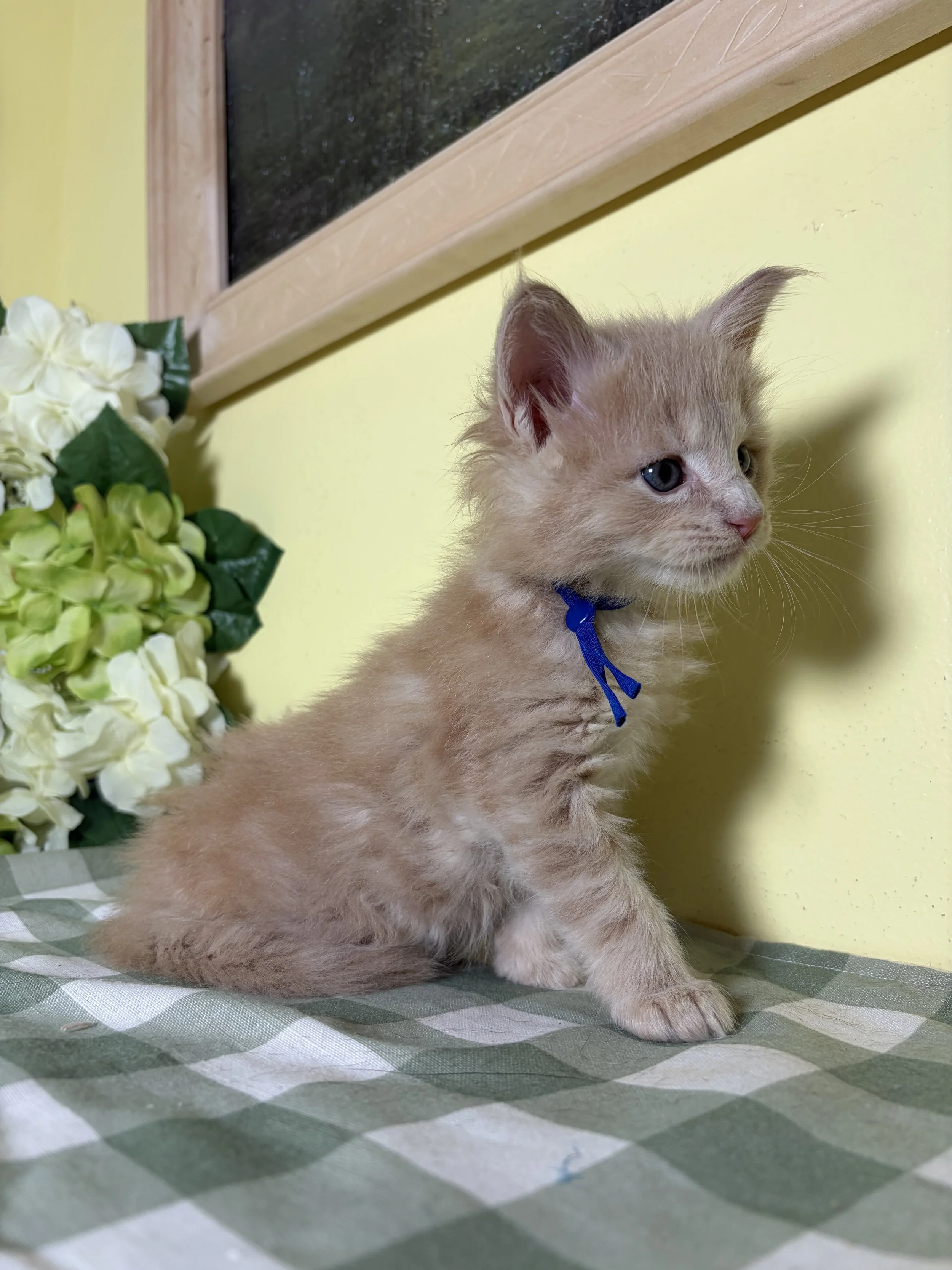 A cream-colored Maine Coon kitten with blue eyes and a blue collar sitting on a checkered tablecloth next to white hydrangea flowers, with a yellow wall and a window in the background.
