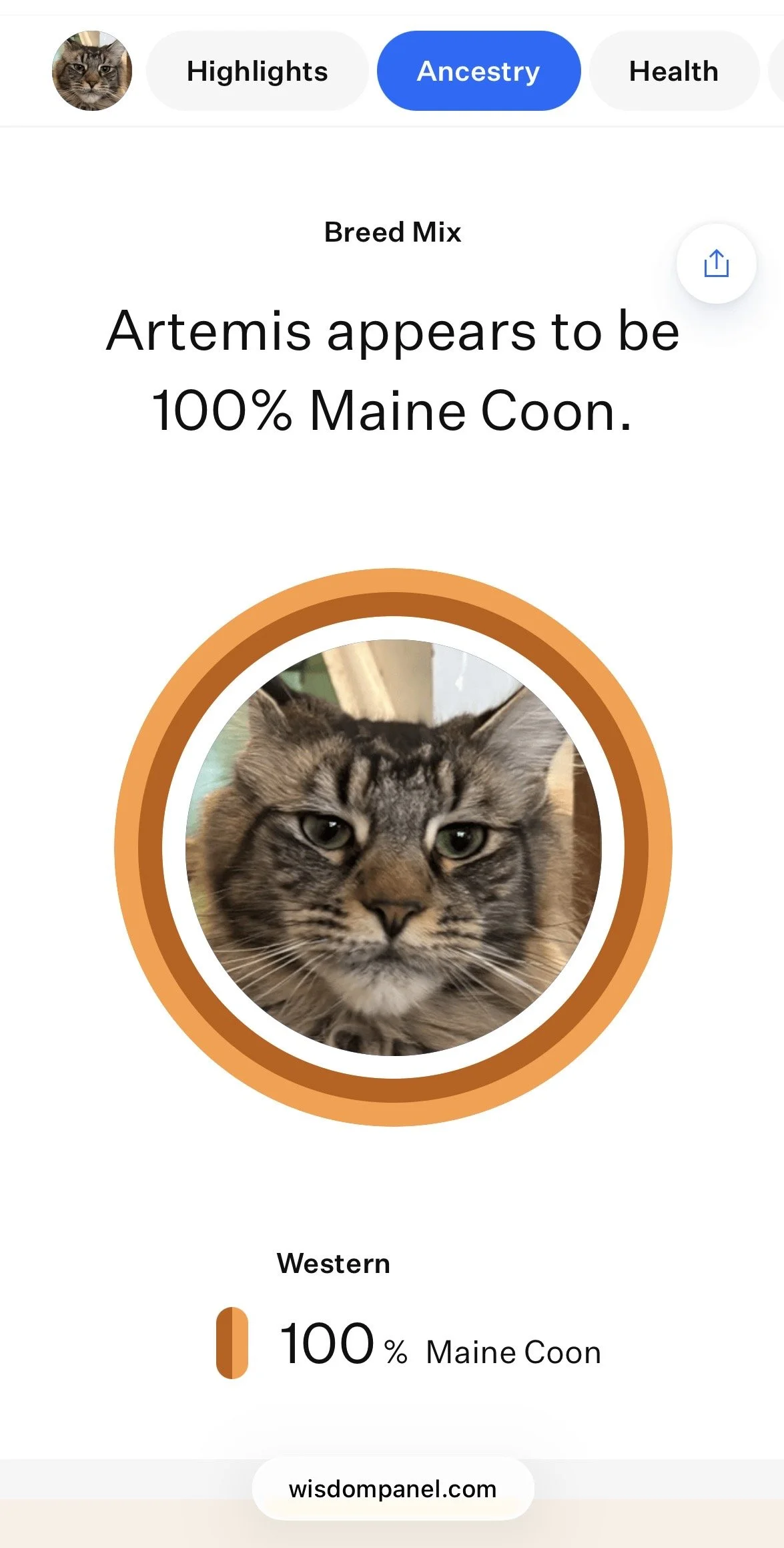 A digital screenshot showing a cat breed analysis from a pet DNA test service. It states the cat's breed as 100% Maine Coon, featuring a close-up photo of a Maine Coon cat's face with tabby markings.