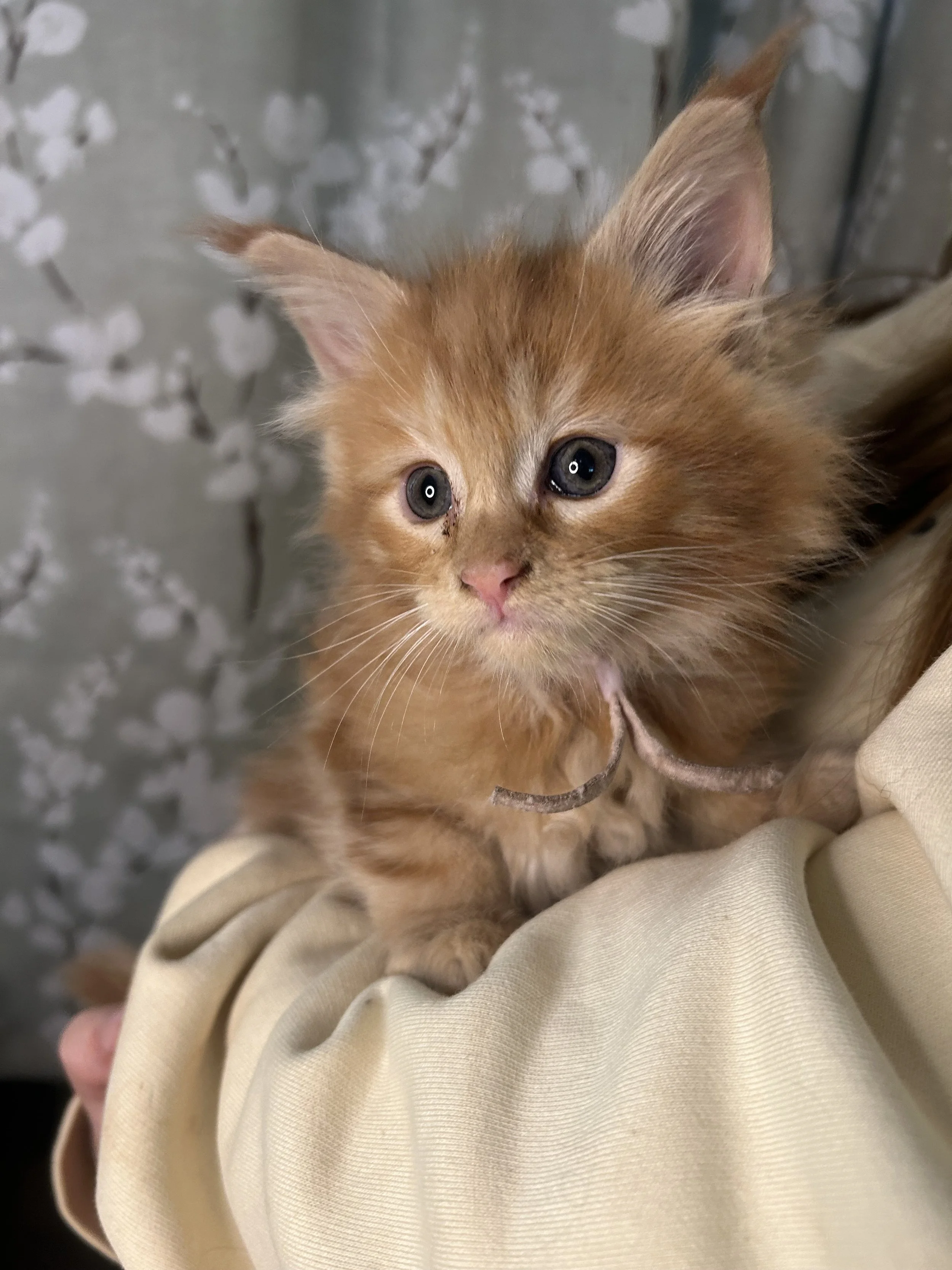 Close-up of an orange kitten with blue eyes, sitting on a person's lap, with a gray background featuring a floral pattern.
