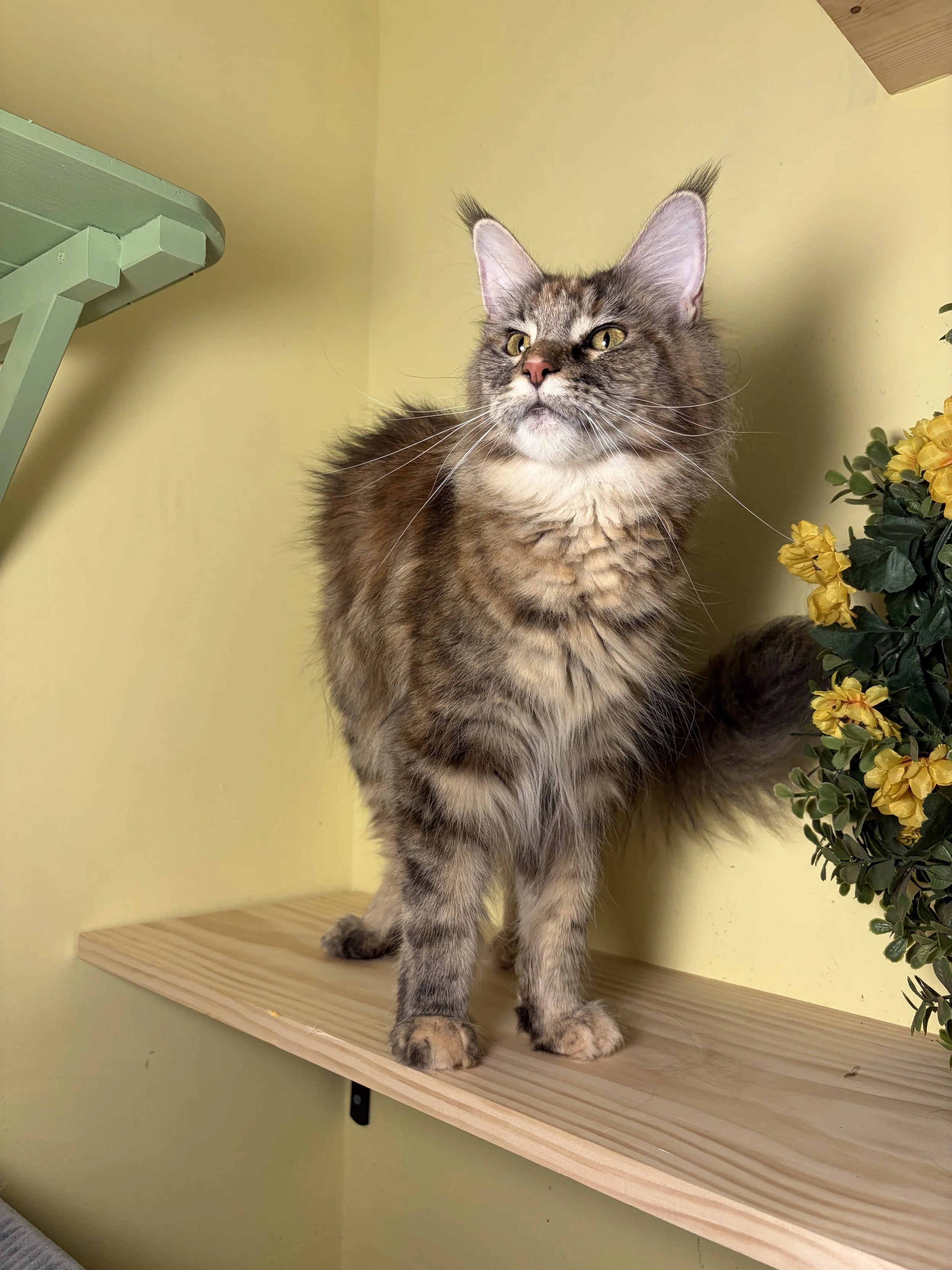 A long-haired Maine Coon cat with yellow eyes and tufted ears standing on a wooden shelf next to a yellow wall and a plant with yellow flowers.