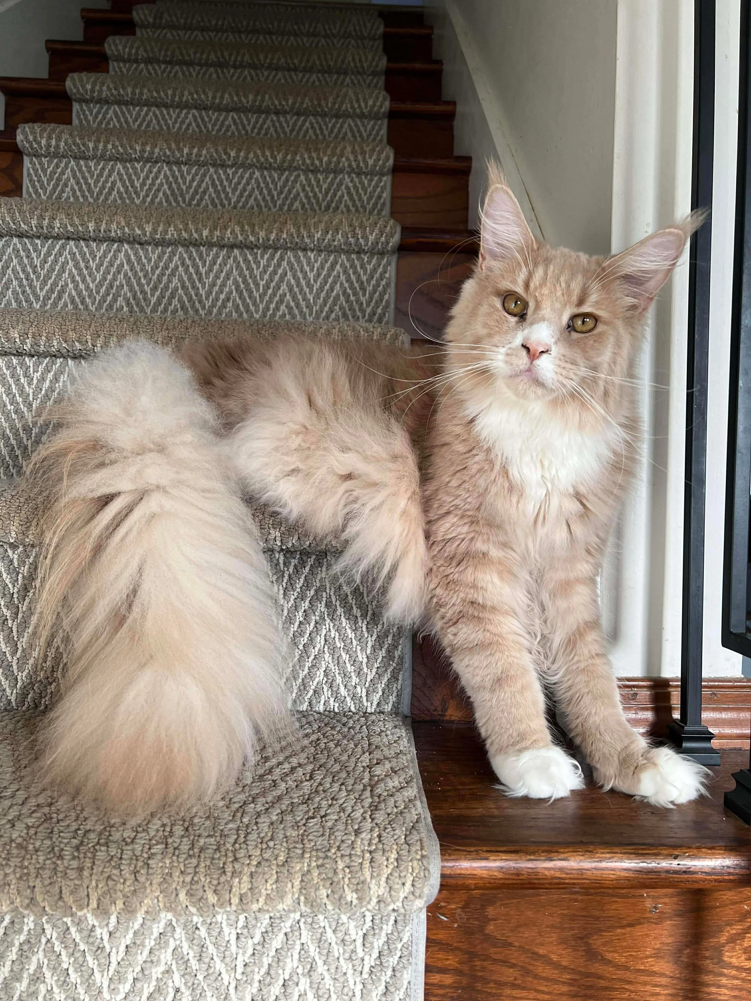 A fluffy, orange-colored Maine Coon cat with white paws sitting beside a dog with long, light-colored fur on a staircase with a textured carpet and a wooden floor.