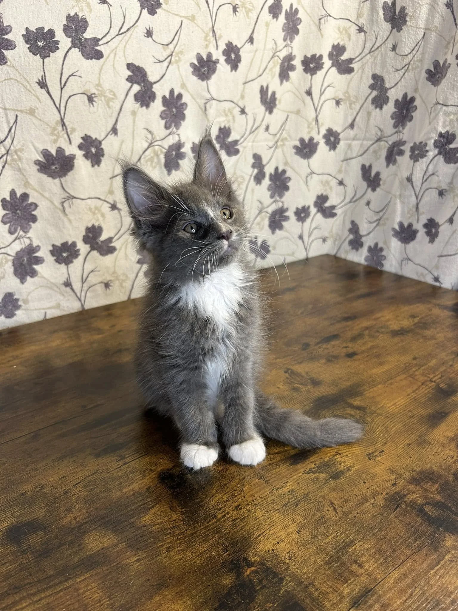 A gray and white Maine Coon kitten sitting on a polished wooden table, with a floral patterned wallpaper background.