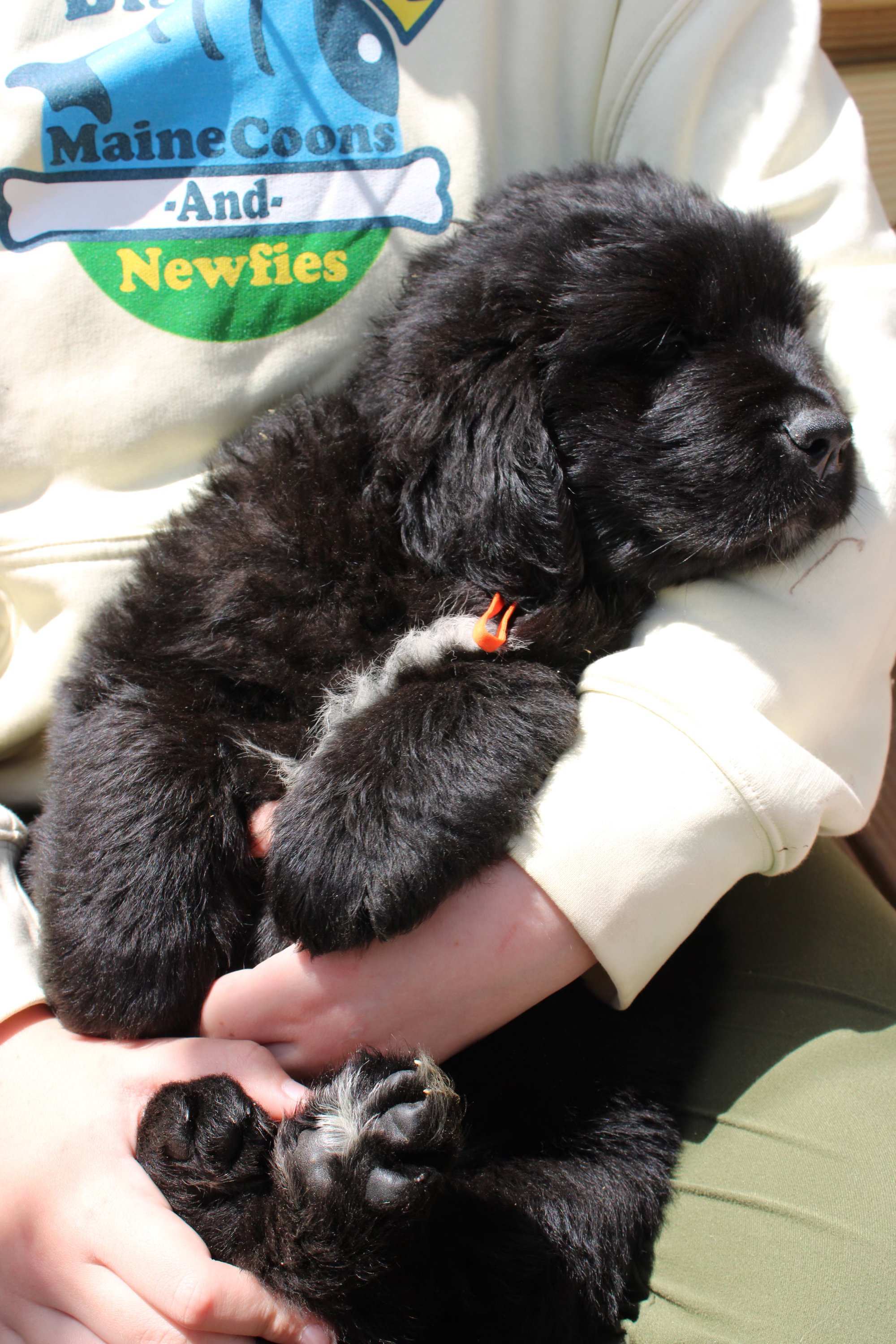 A person wearing a cream hoodie holding a small black Newfie puppy which has a small orange collar.
