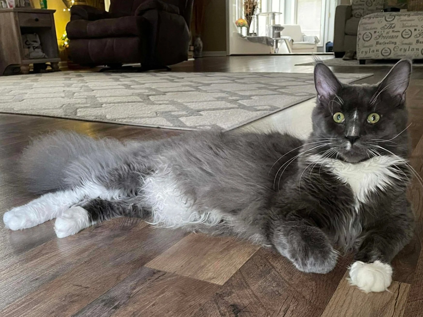 A black and white Maine Coon cat lying on a wooden floor inside a house, with a living room in the background, including a rug, sofa, and chairs.