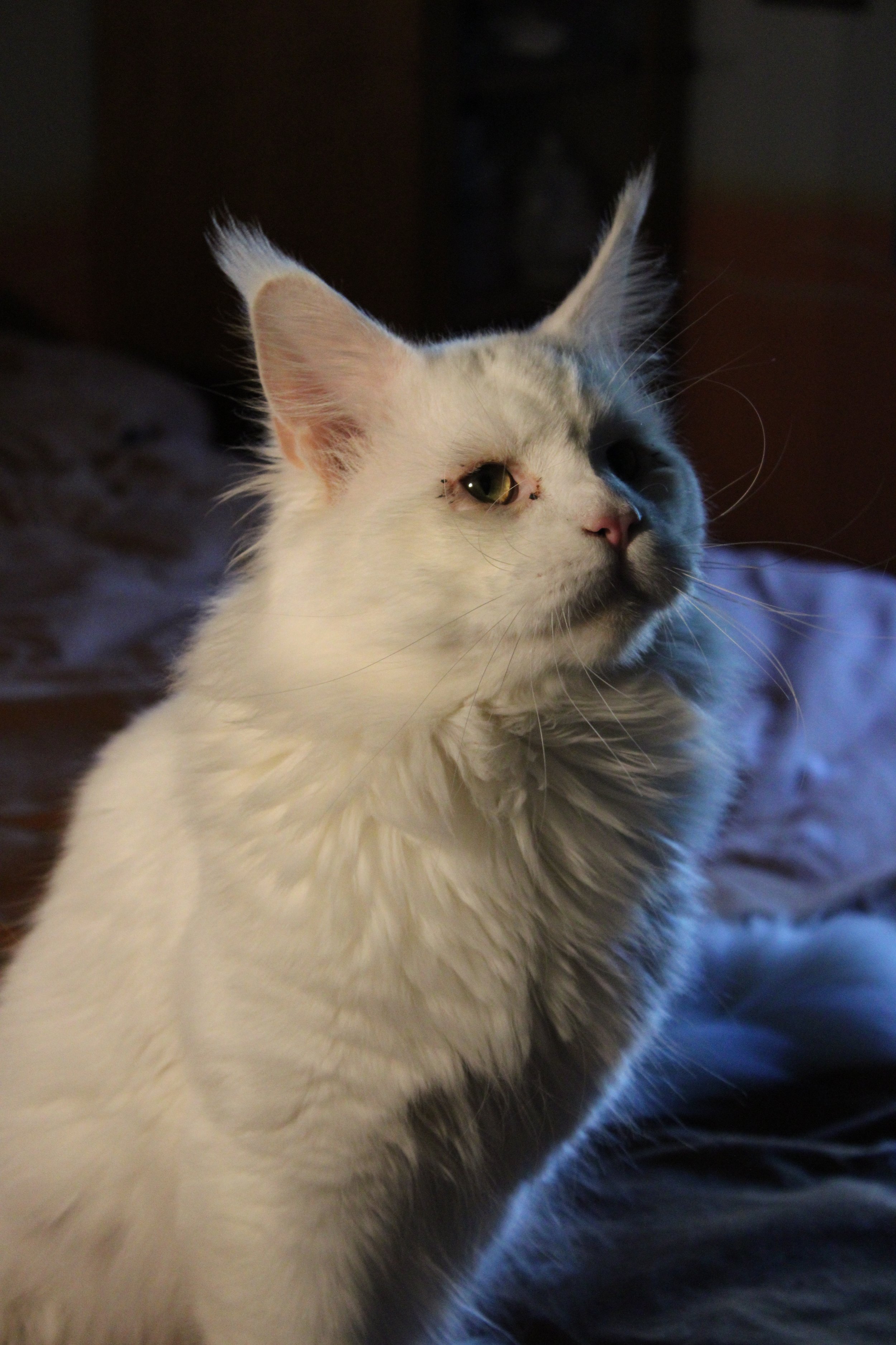 A white Maine Coon sitting indoors, with one eye partially closed and surrounded by shadows and soft lighting.