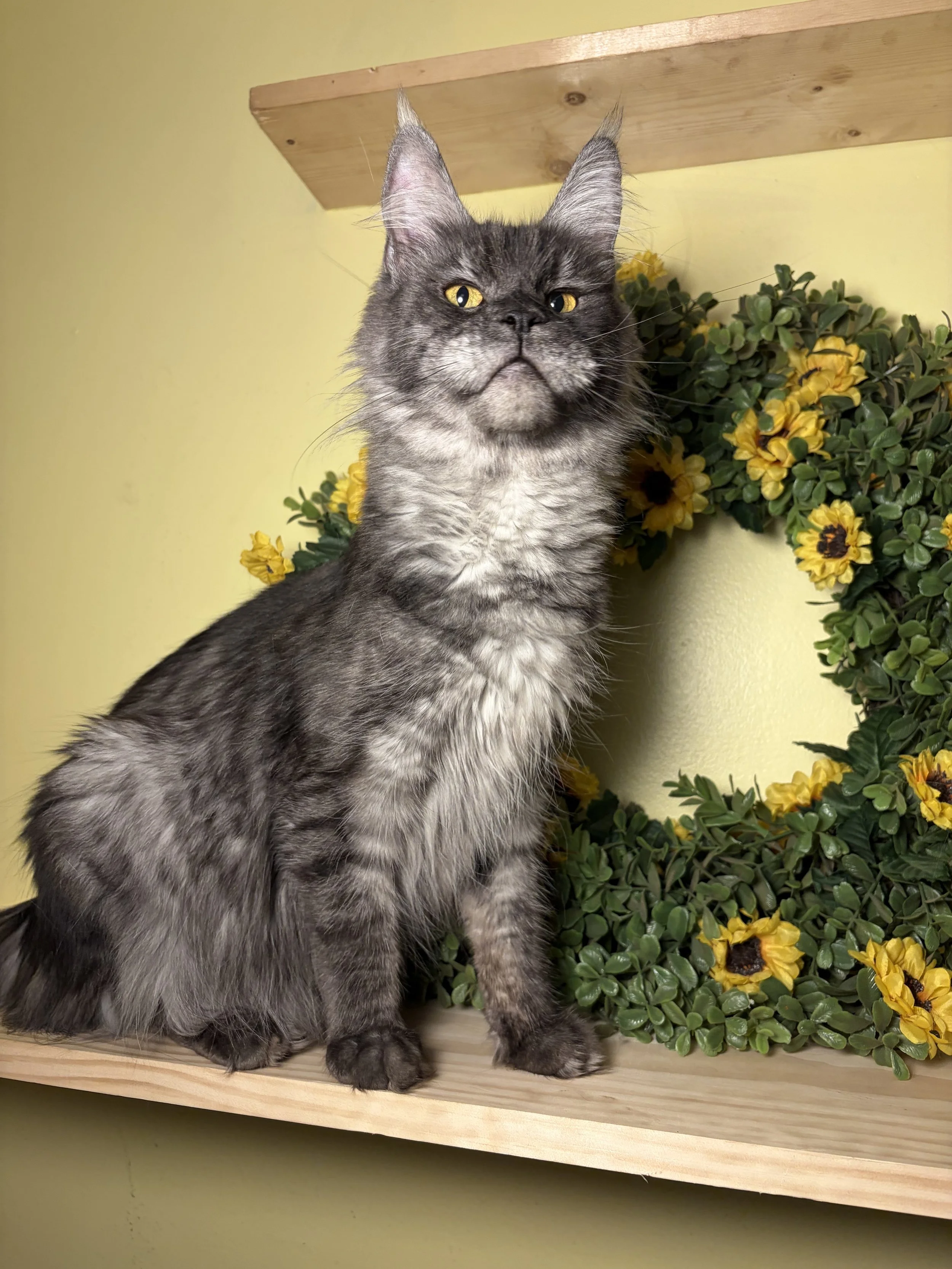 A Maine Coon cat with yellow eyes sitting on a wooden shelf with yellow flowers and green foliage behind it.