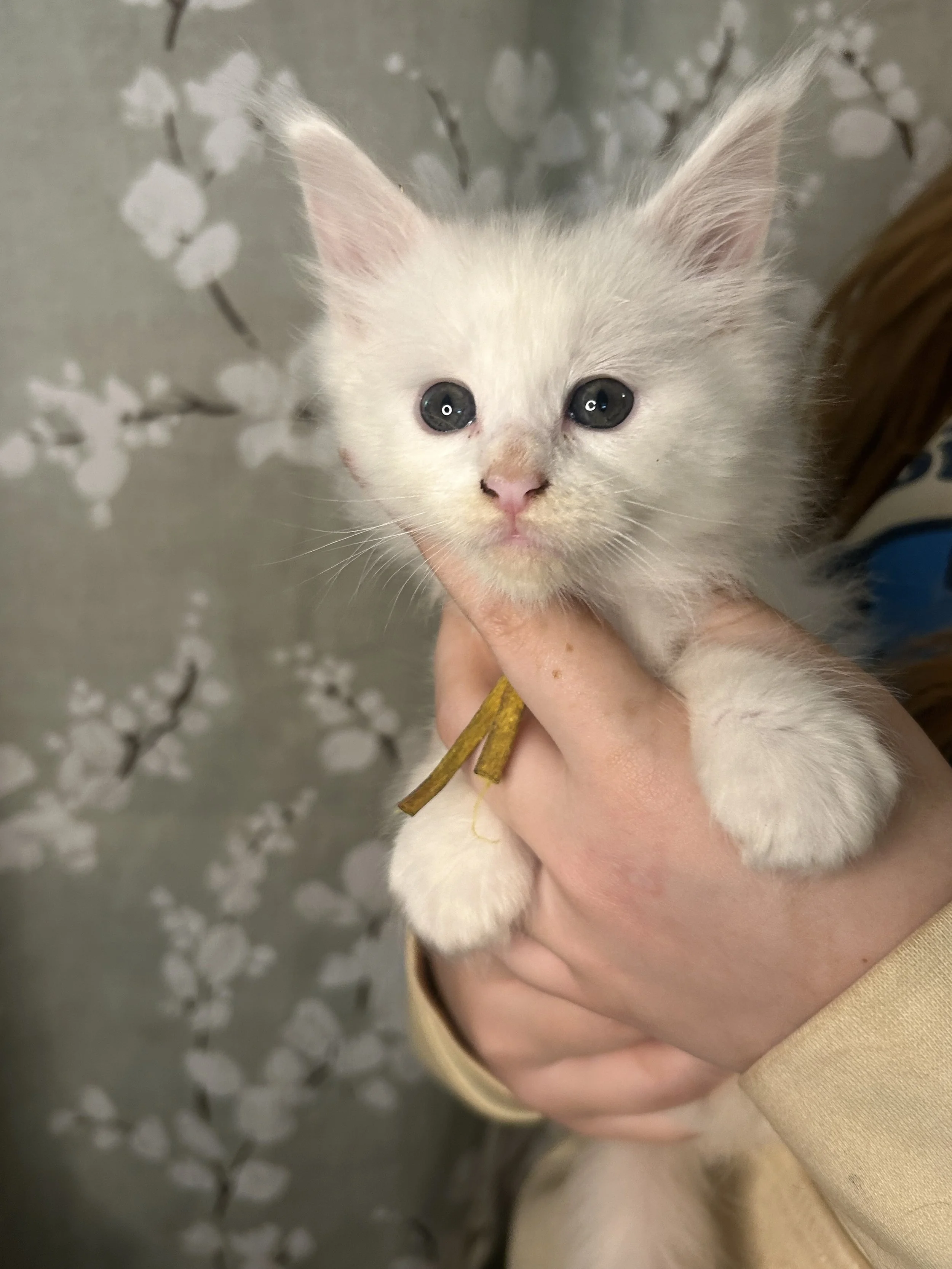 A white kitten with blue eyes being held by a person. The background features a gray wall with a white floral pattern.