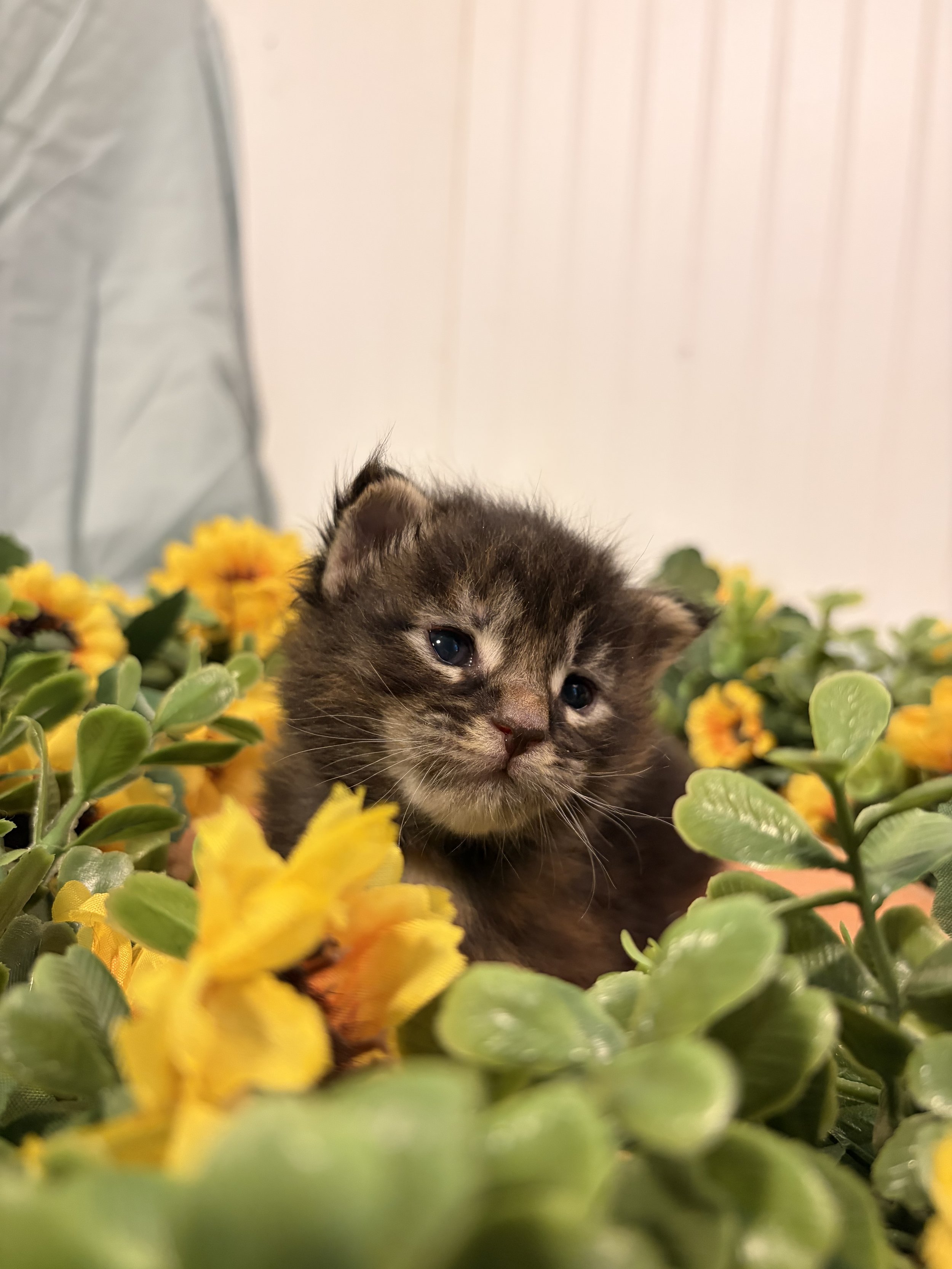 A Maine Coon kitten with dark fur and striking blue eyes surrounded by green leaves and yellow flowers.
