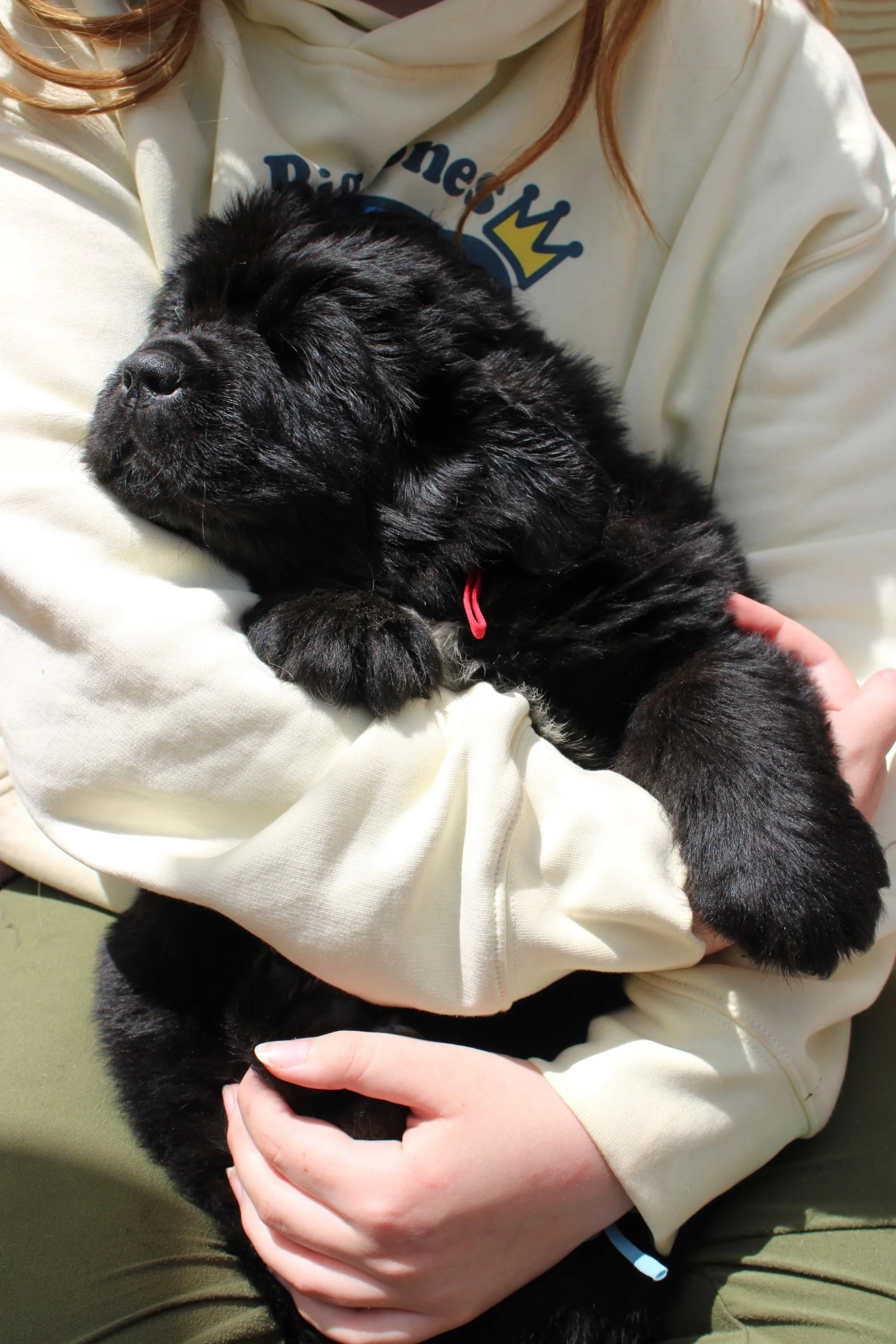 A person is holding a black puppy with fluffy fur, wearing a red collar, outdoors on a sunny day.