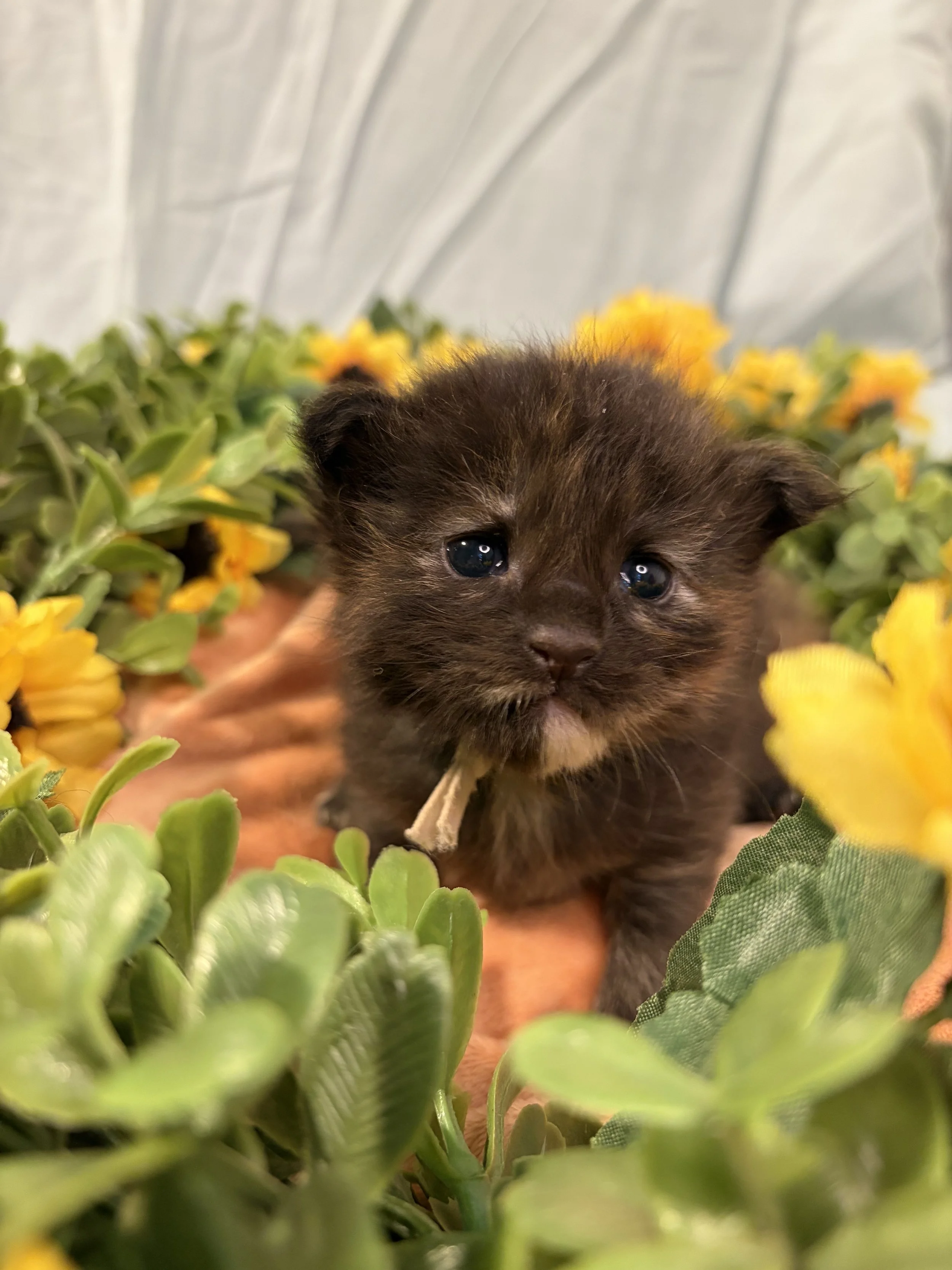 Close-up of a small Maine Coon kitten surrounded by green leaves and yellow flowers.