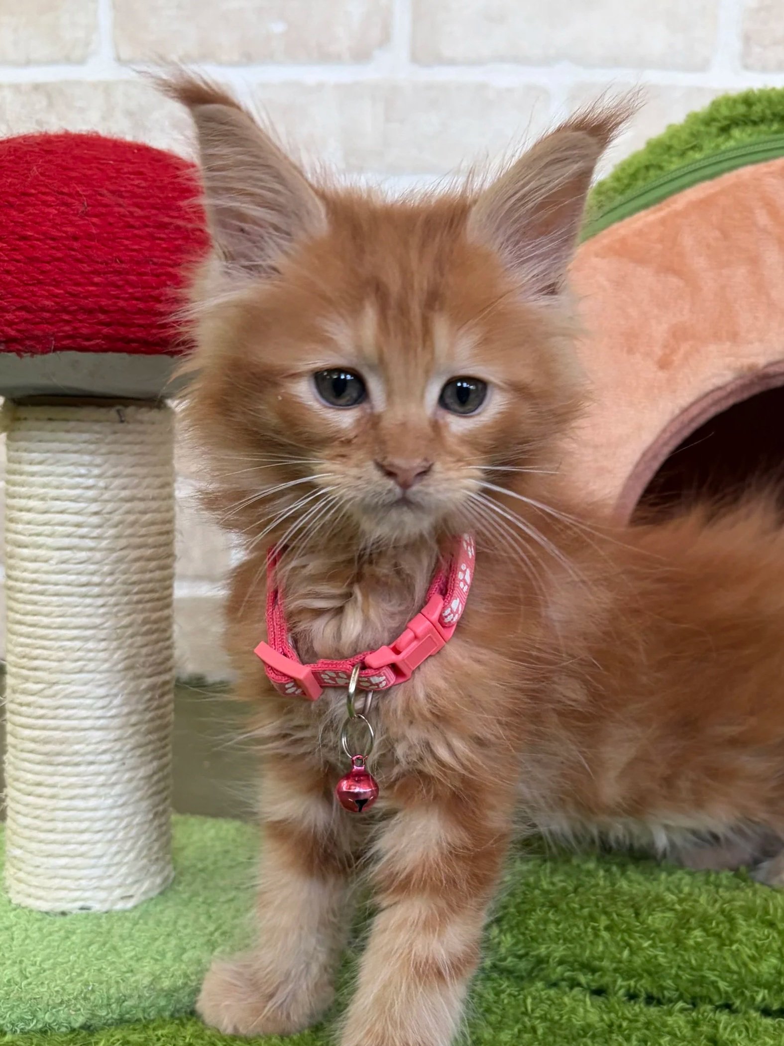 A small orange Maine Coon kitten with blue eyes and a pink collar with a bell, standing on green artificial grass near a scratching post, with a brick wall in the background.