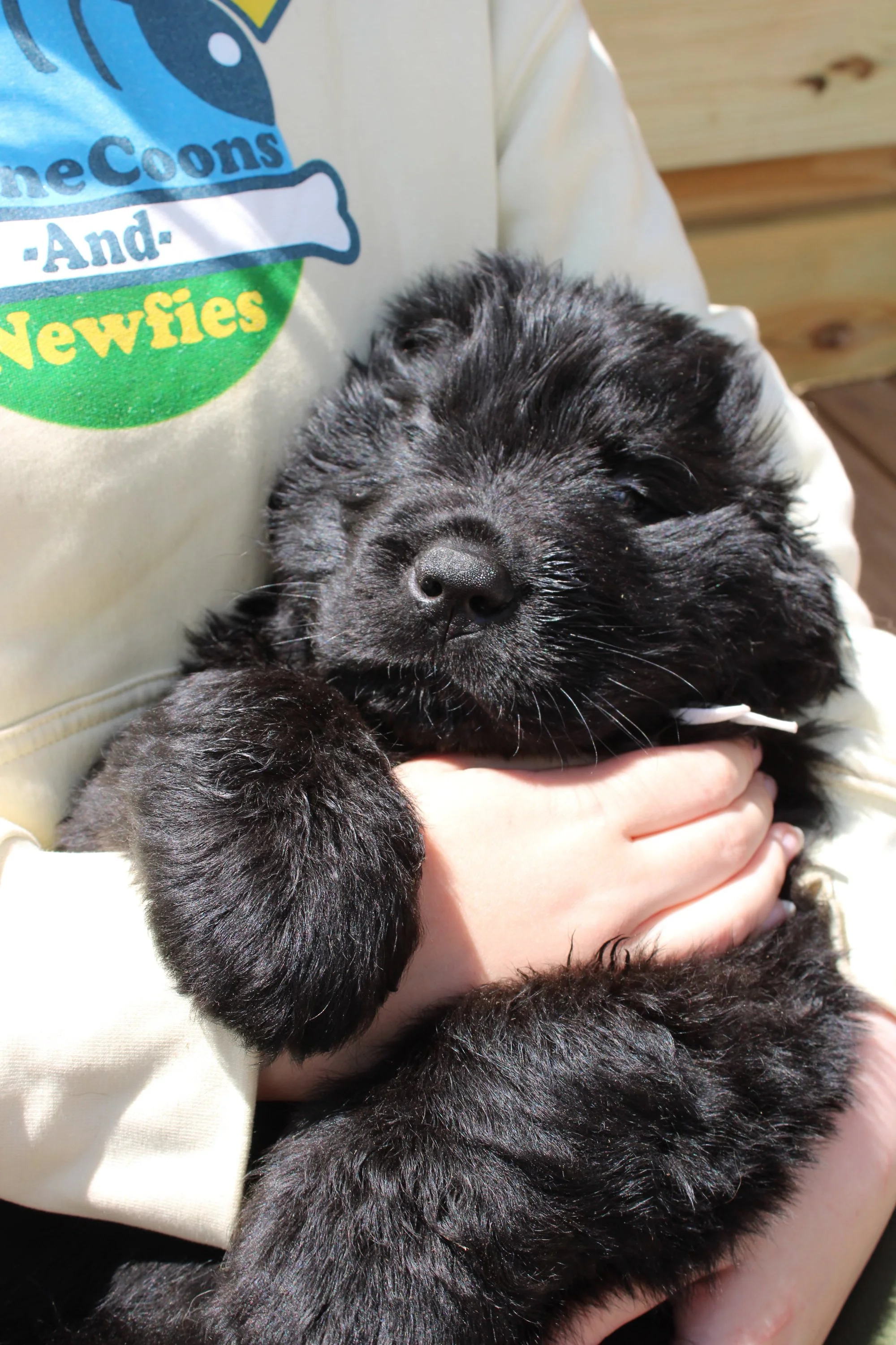 A person is holding a black Newfie puppy with closed eyes, with one hand supporting the puppy's body.