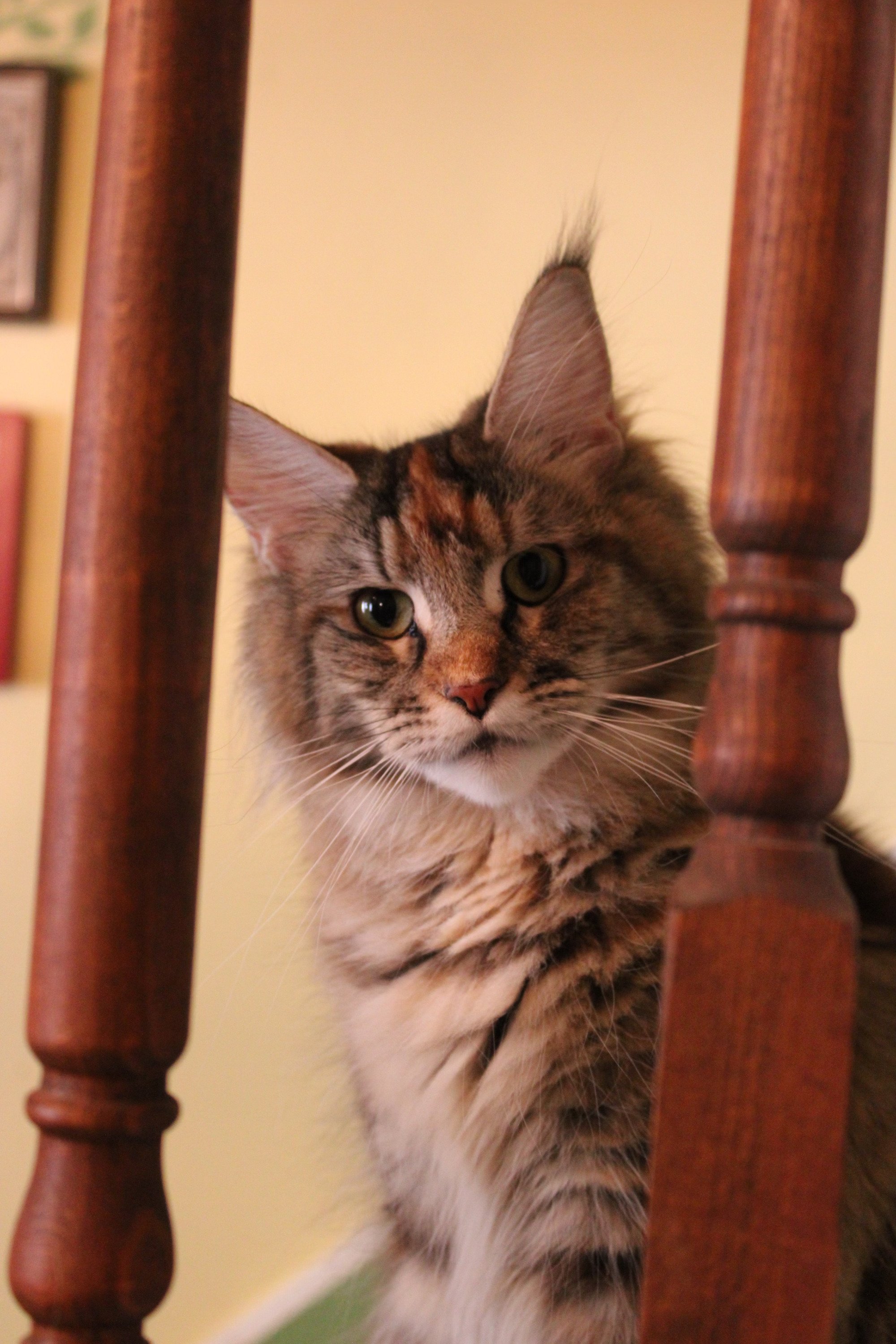 A Maine Coon cat peeking out from behind a wooden chair with a yellow wall in the background.