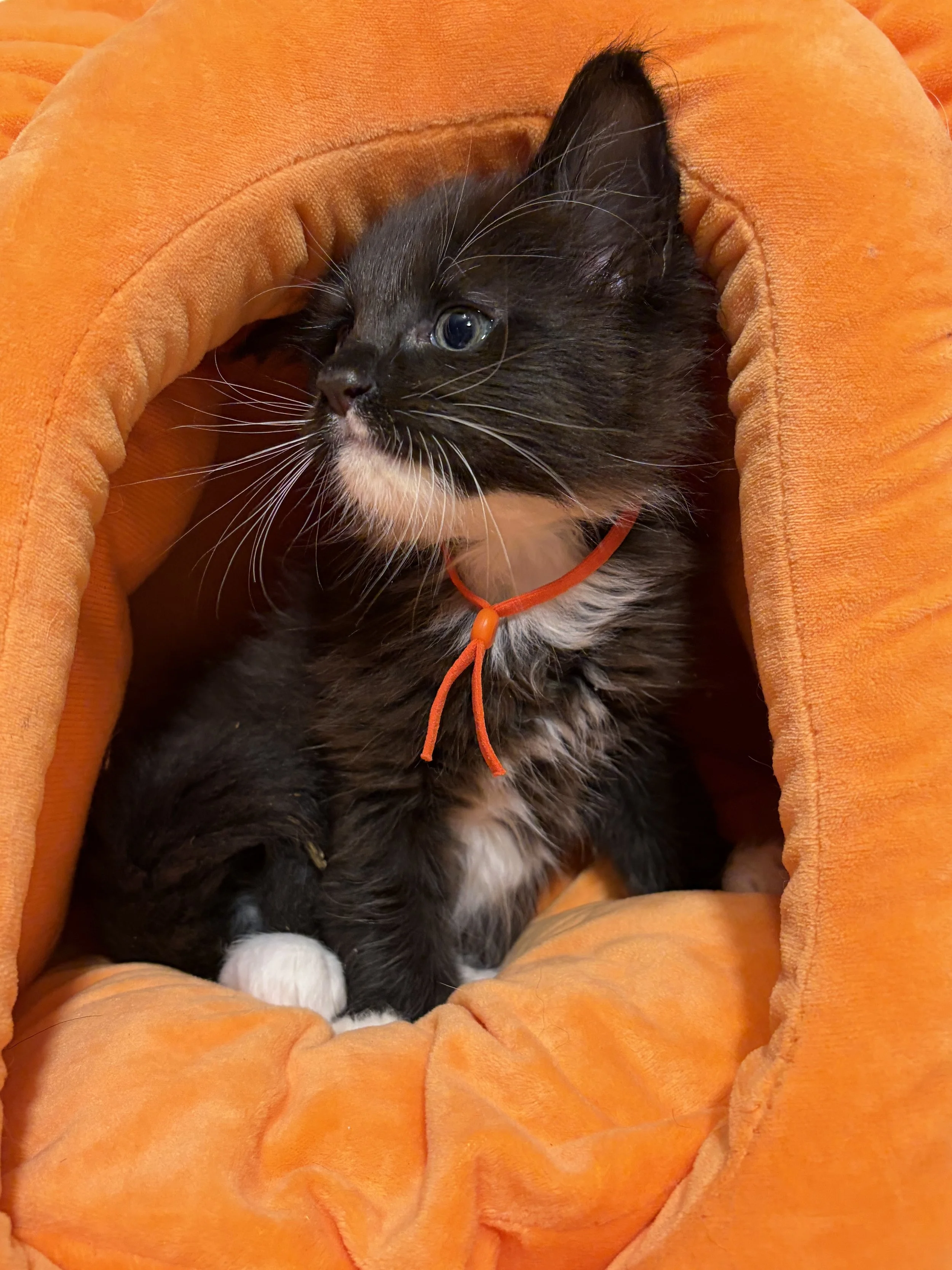 A black and white Maine Coon kitten with blue eyes lying on an orange plush blanket or pillow, wearing an orange collar.