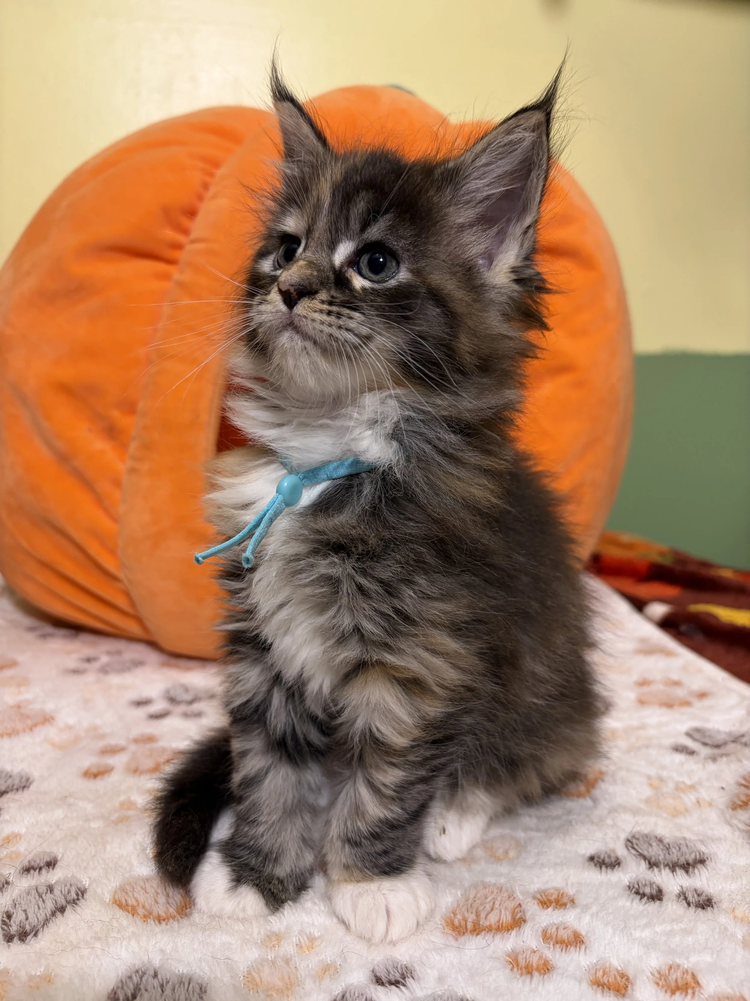 A fluffy kitten with gray and black striped fur and white paws wearing a blue collar, sitting on a patterned beige rug with an orange plush pumpkin-shaped object in the background.