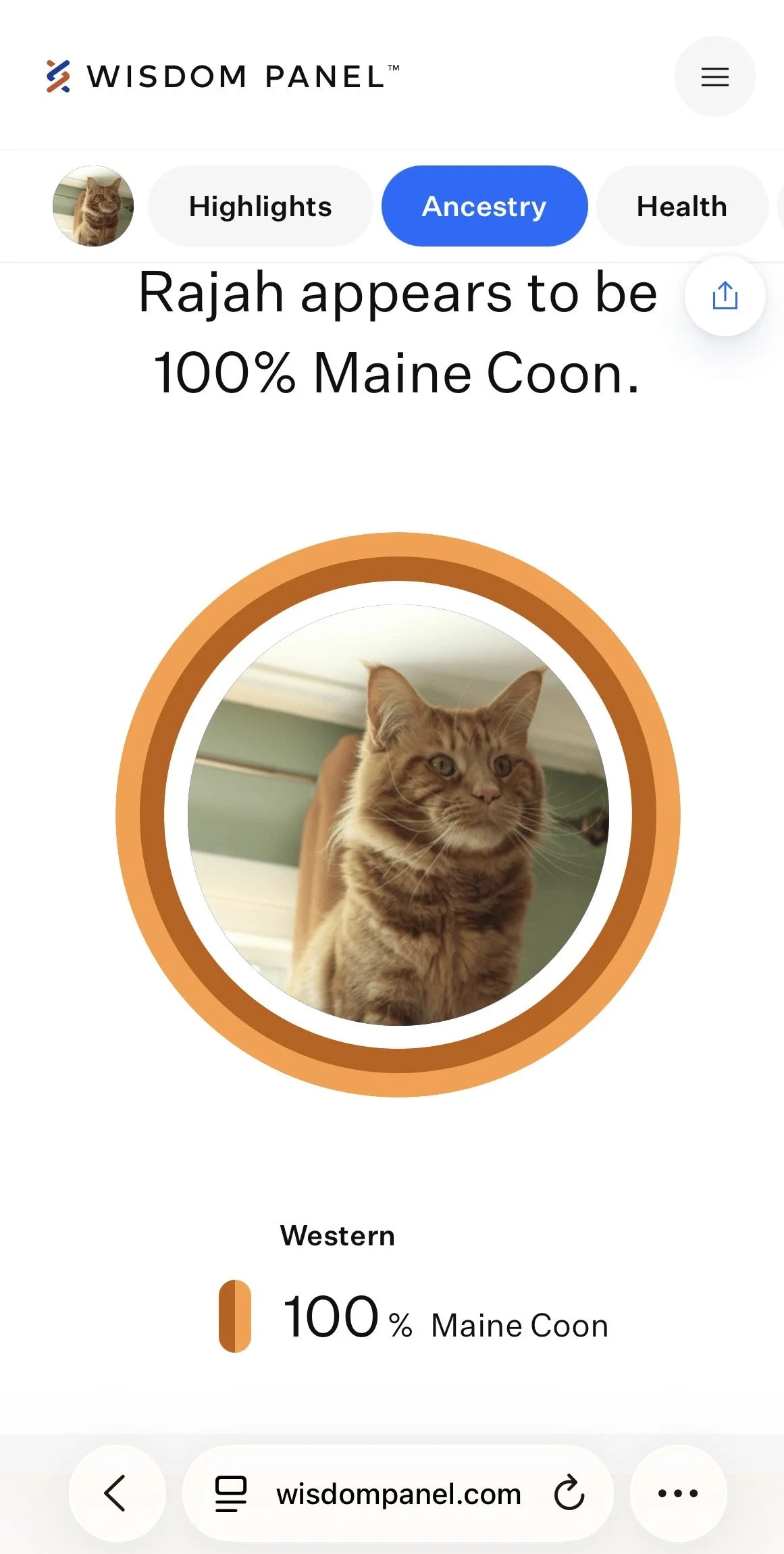 A mobile phone screen displaying the Wisdom Panel app with a picture of an orange tabby cat. The app indicates the cat, named Rajah, is 100% Maine Coon. The interface shows the Ancestry tab selected, with a circular photo of the cat in the center.