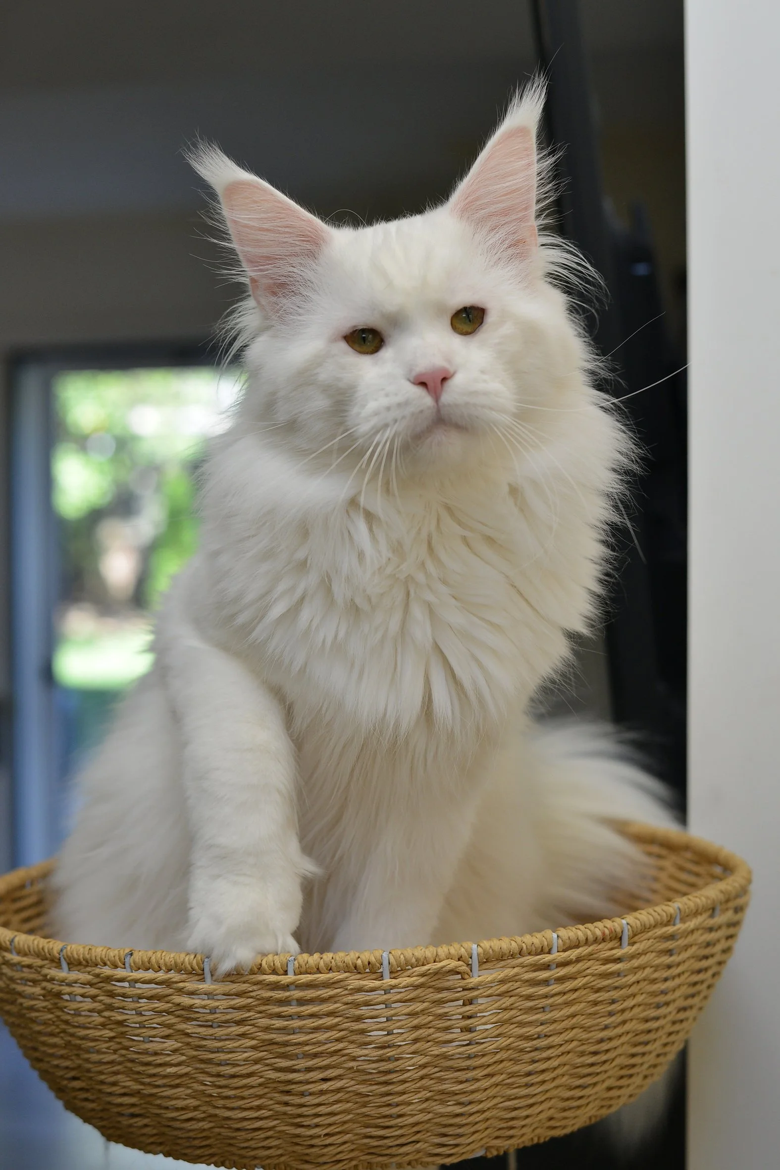A white fluffy Maine Coon sitting in a woven basket on a flat surface next to a wall, with a window in the background showing trees outside.