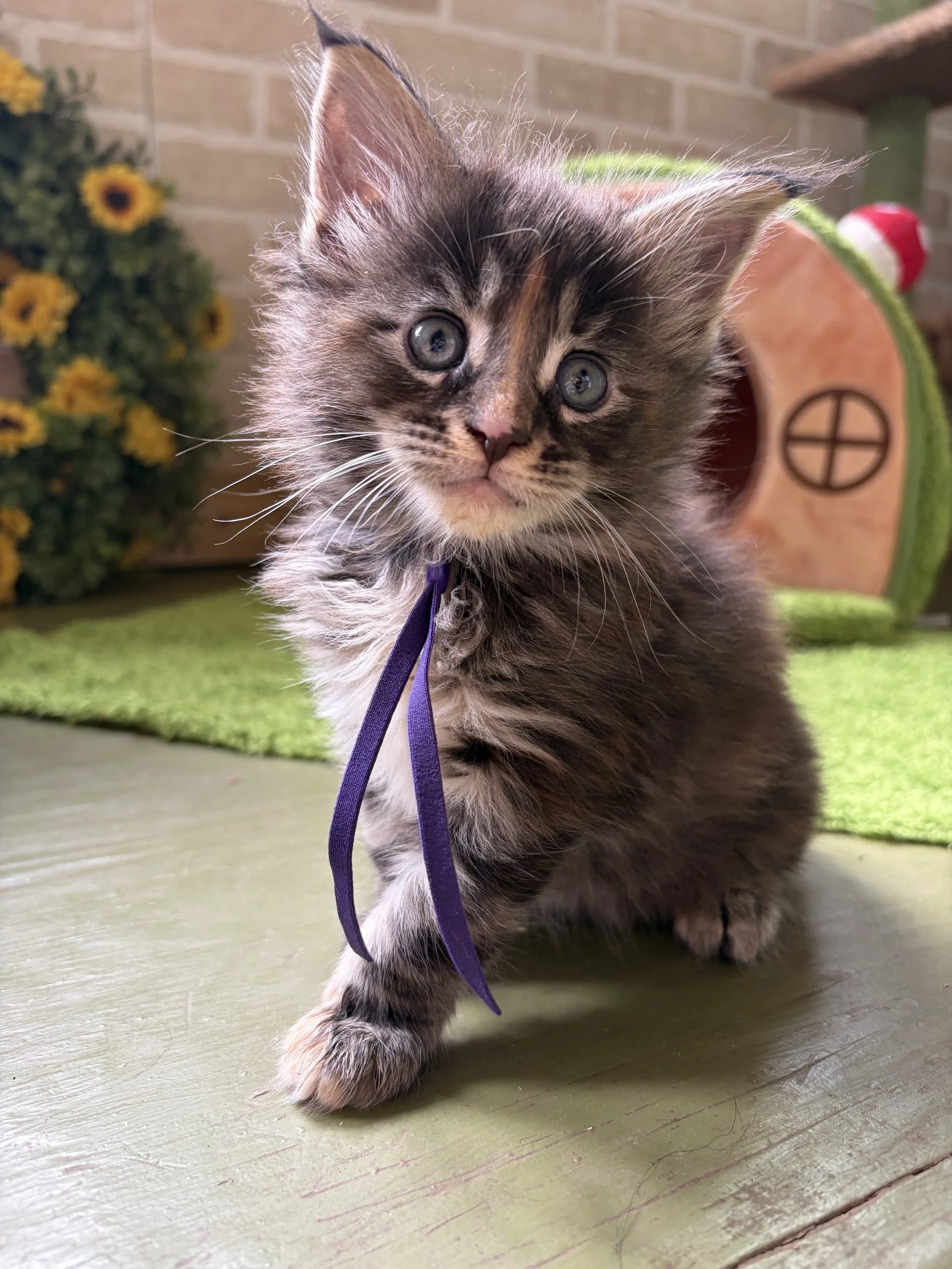 A cute Maine Coon tabby kitten with gray and black fur and white markings, wearing a purple ribbon, walking on a wooden floor. There are yellow flowers and a cat house in the background.
