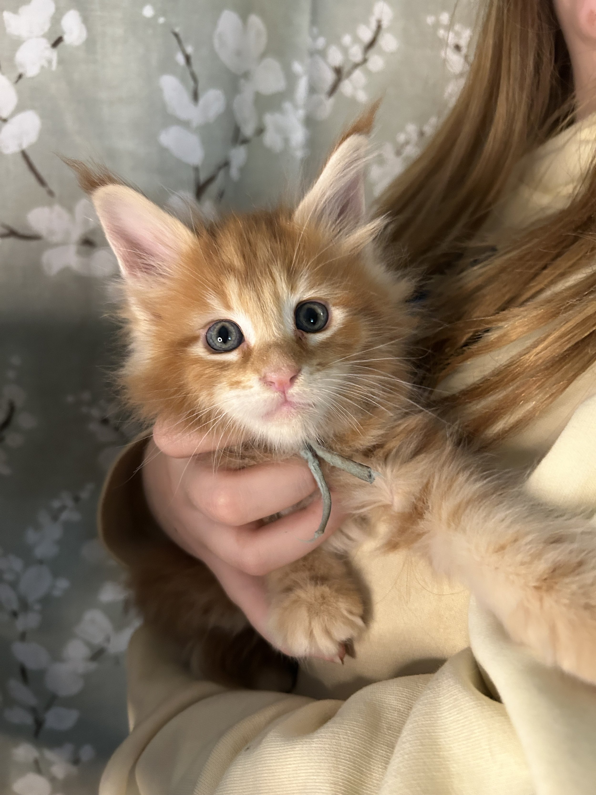 A person holding an orange Maine Coon kitten with blue eyes against a background with a decorative floral pattern.