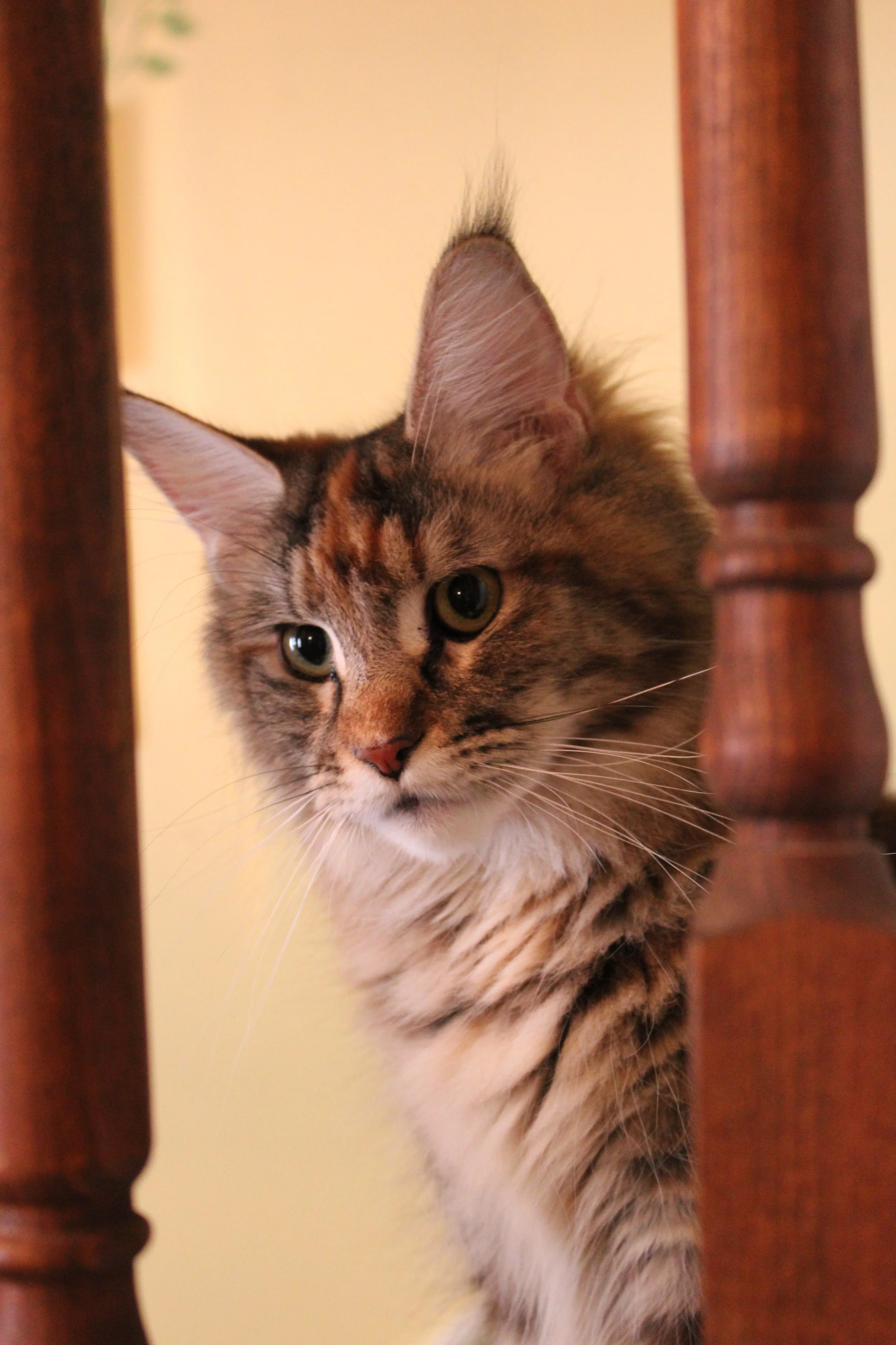 Close-up of a Maine Coon queen, looking through a bannister