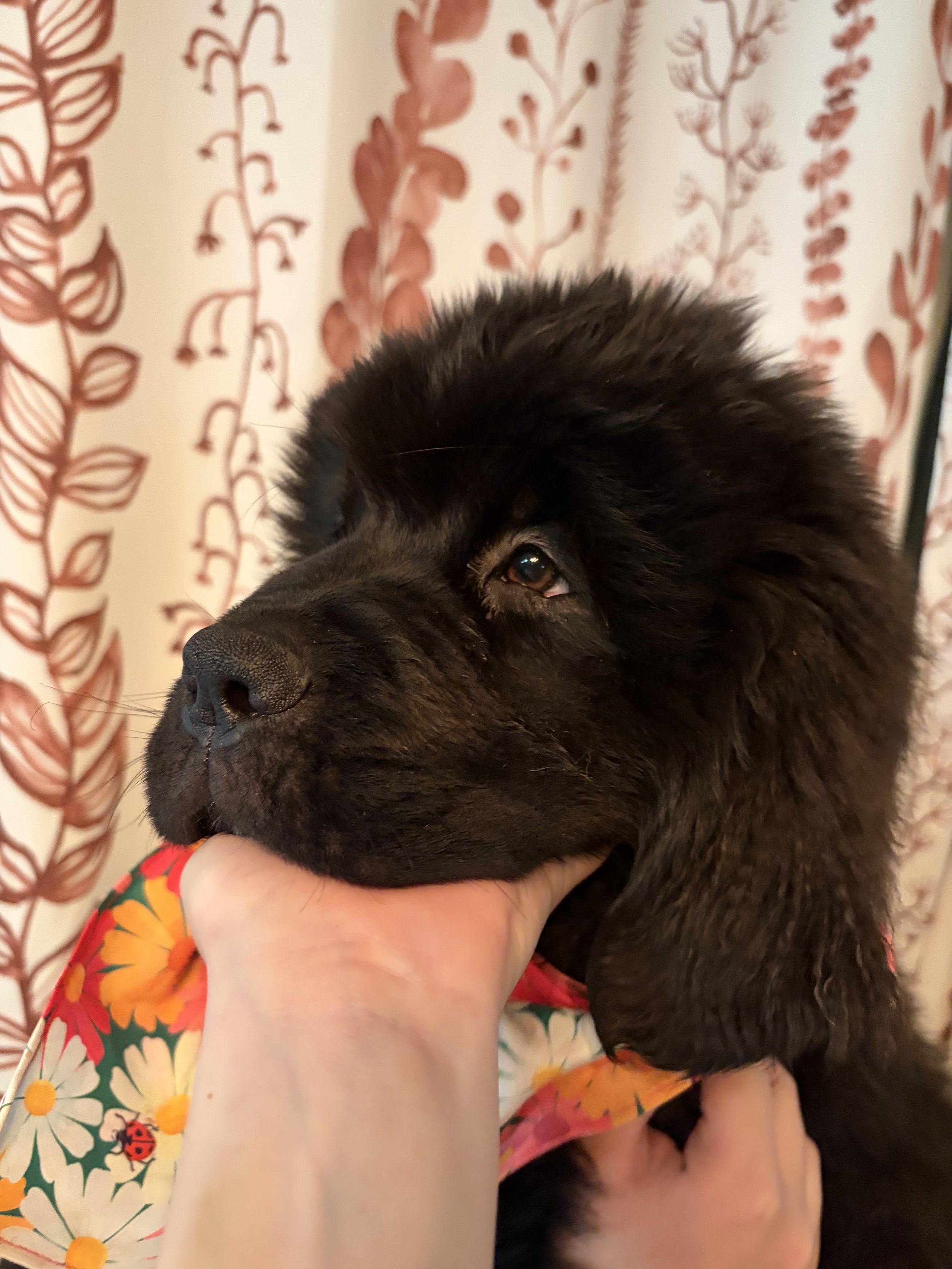 A black Newfie puppy posing for a photo shoot being held by her owner