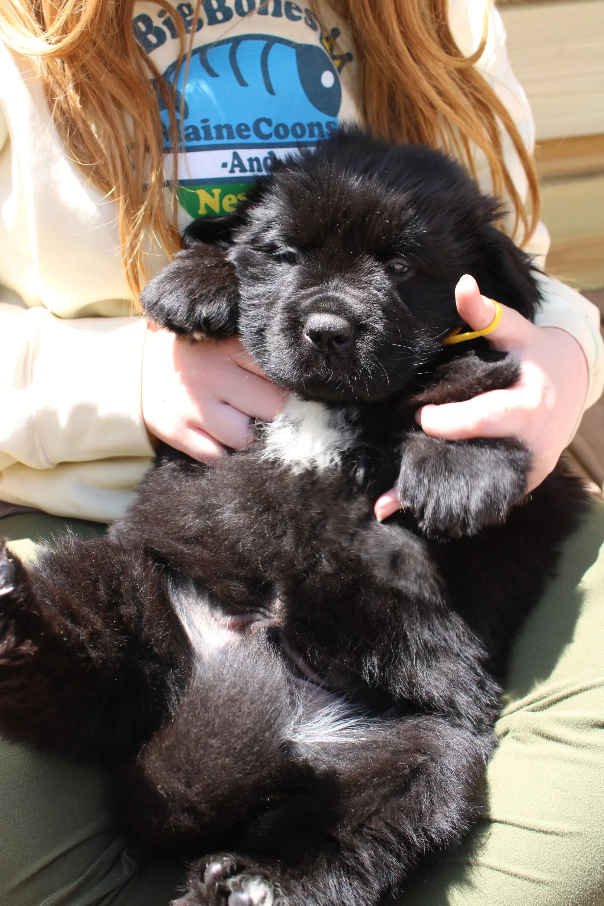 A person with long red hair holding a fluffy black Newfie puppy with a white patch on its chest, outdoors in natural sunlight.