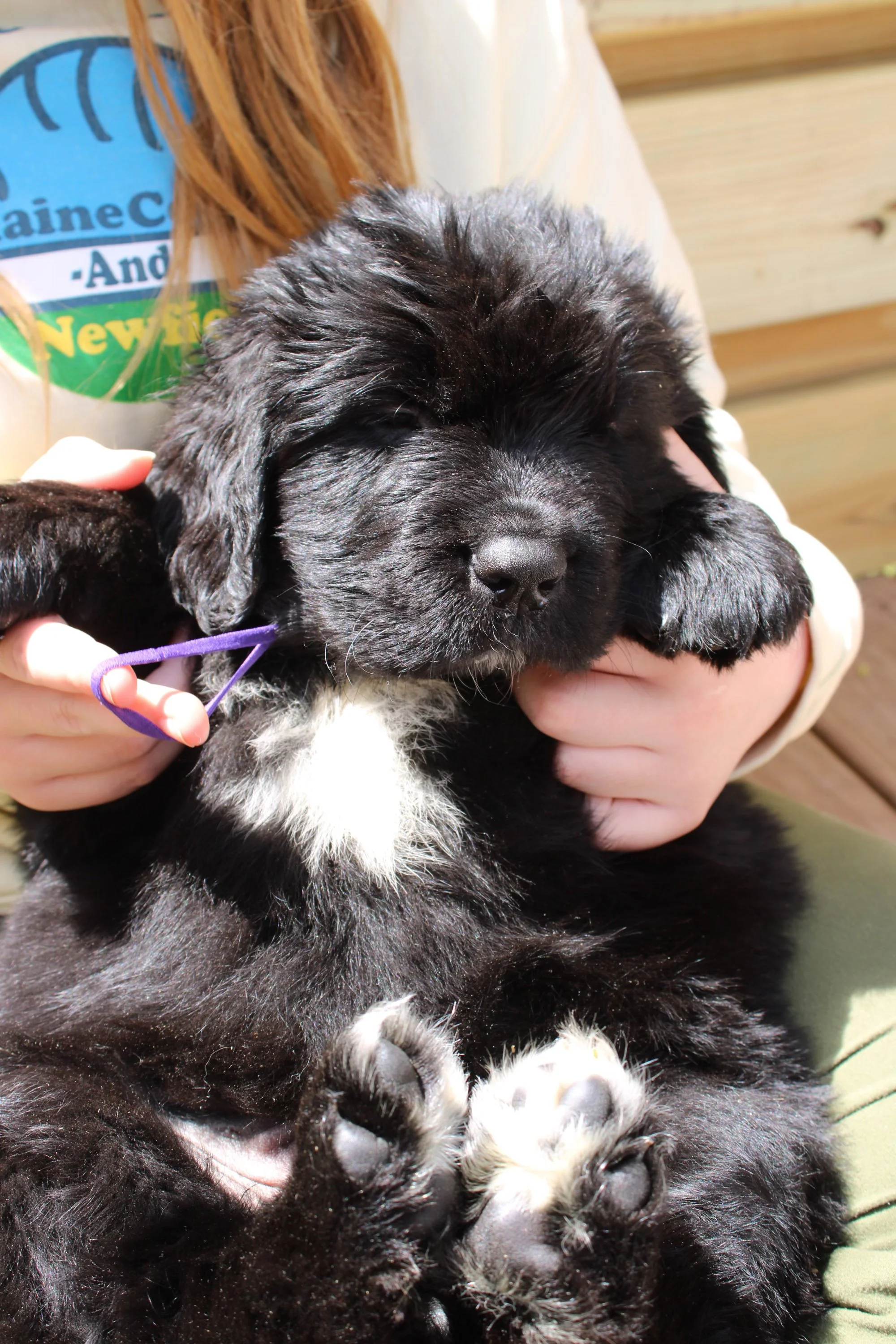 A person holding a black and white fluffy Newfie puppy with closed eyes and floppy ears.