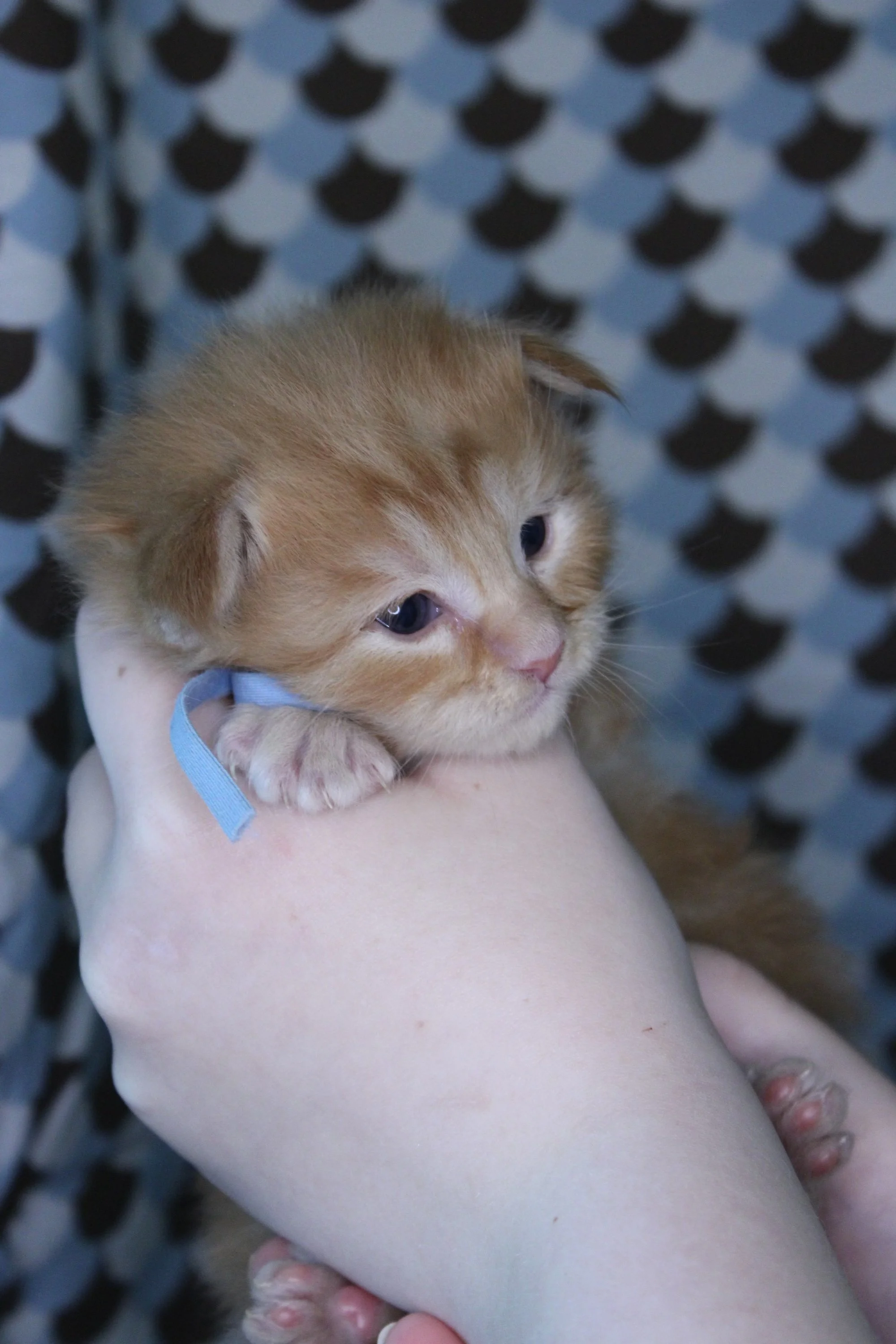 Close-up of an orange Maine Coon kitten being held by a person, with a black and white patterned background.
