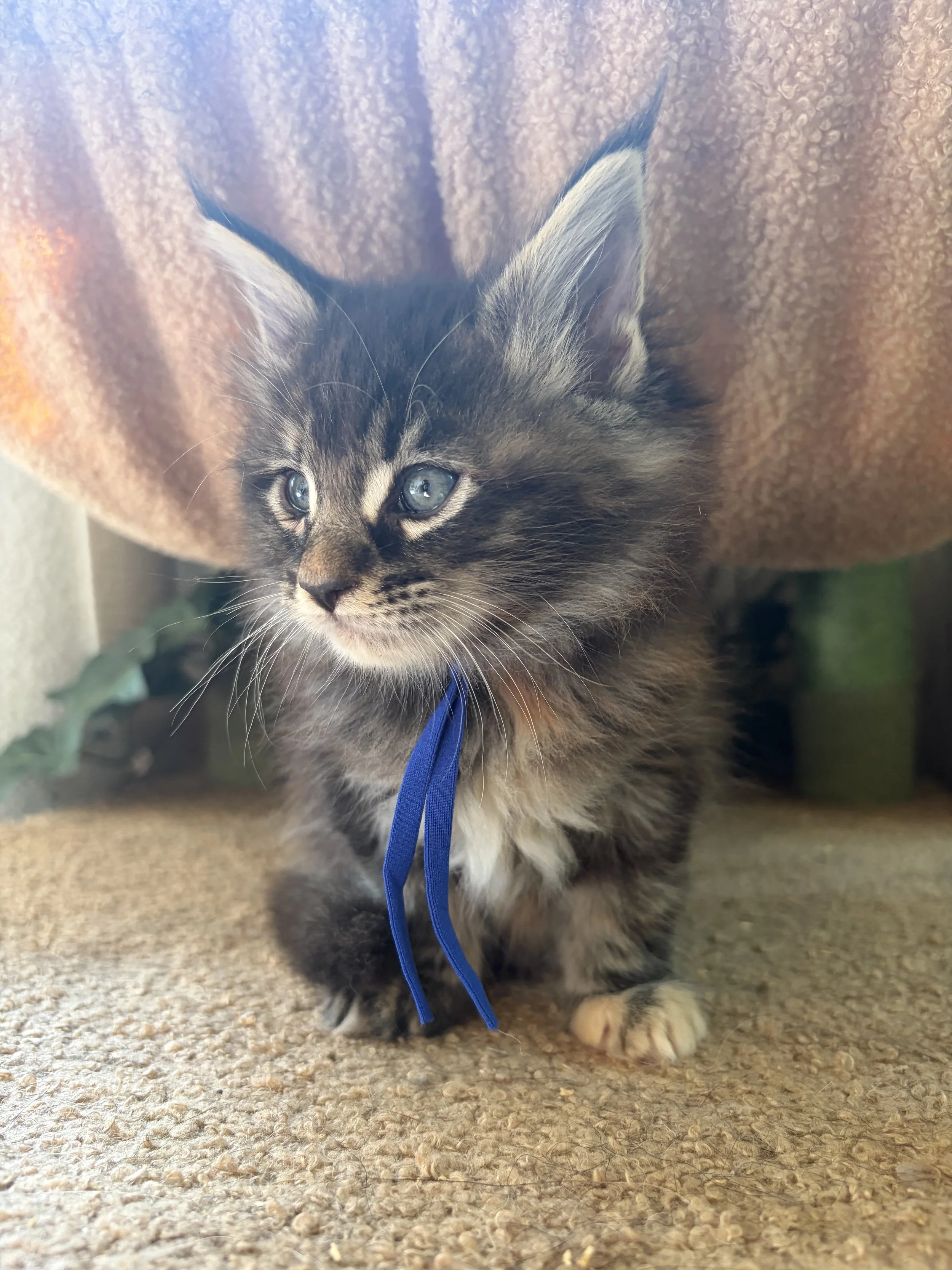 A fluffy gray Maine Coon Tortie kitten with blue eyes walking on a beige carpet, with a brown blanket overhead.