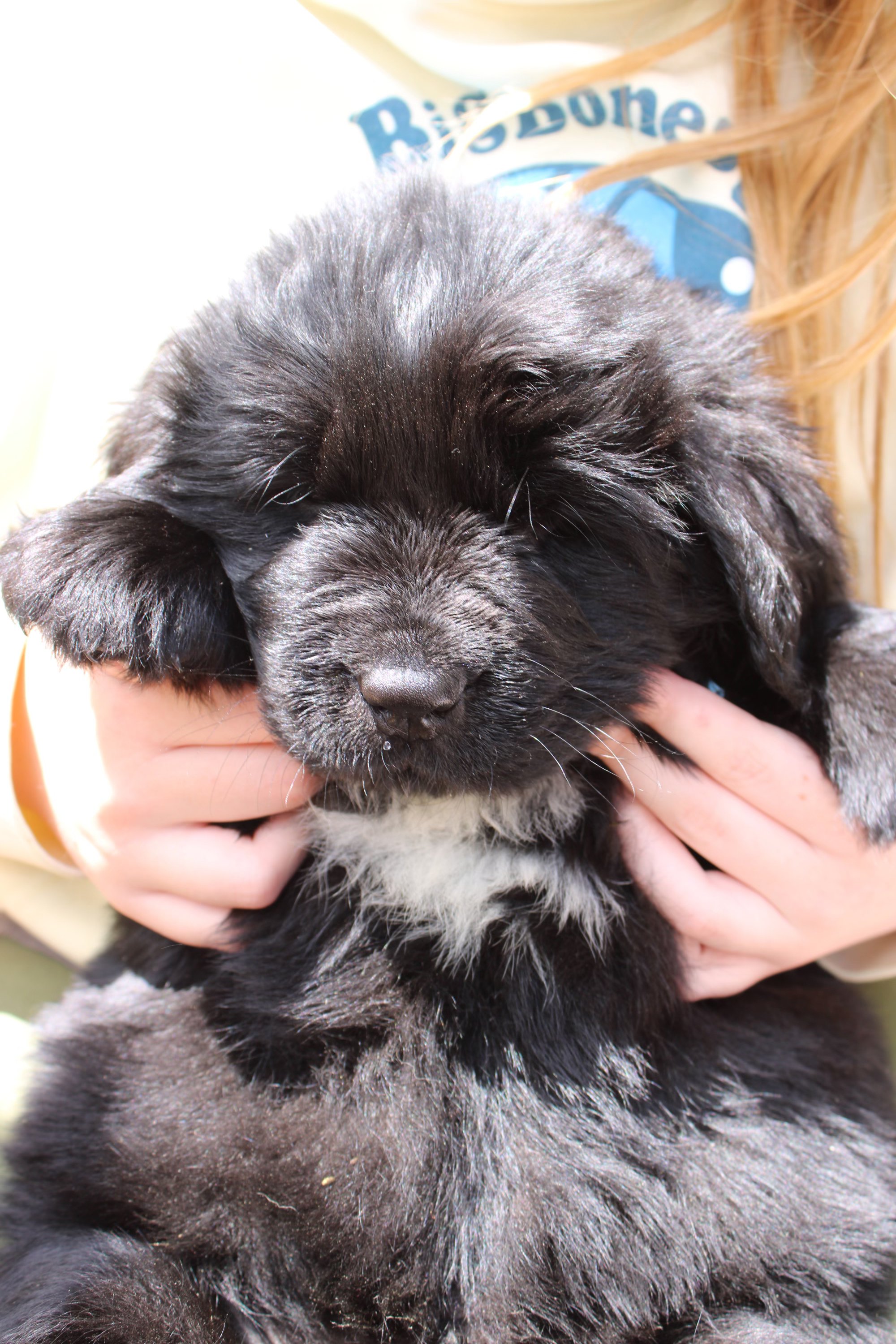 A black Newfie puppy being held gently by a person's hands, showing its face and upper body, with a blurred background.