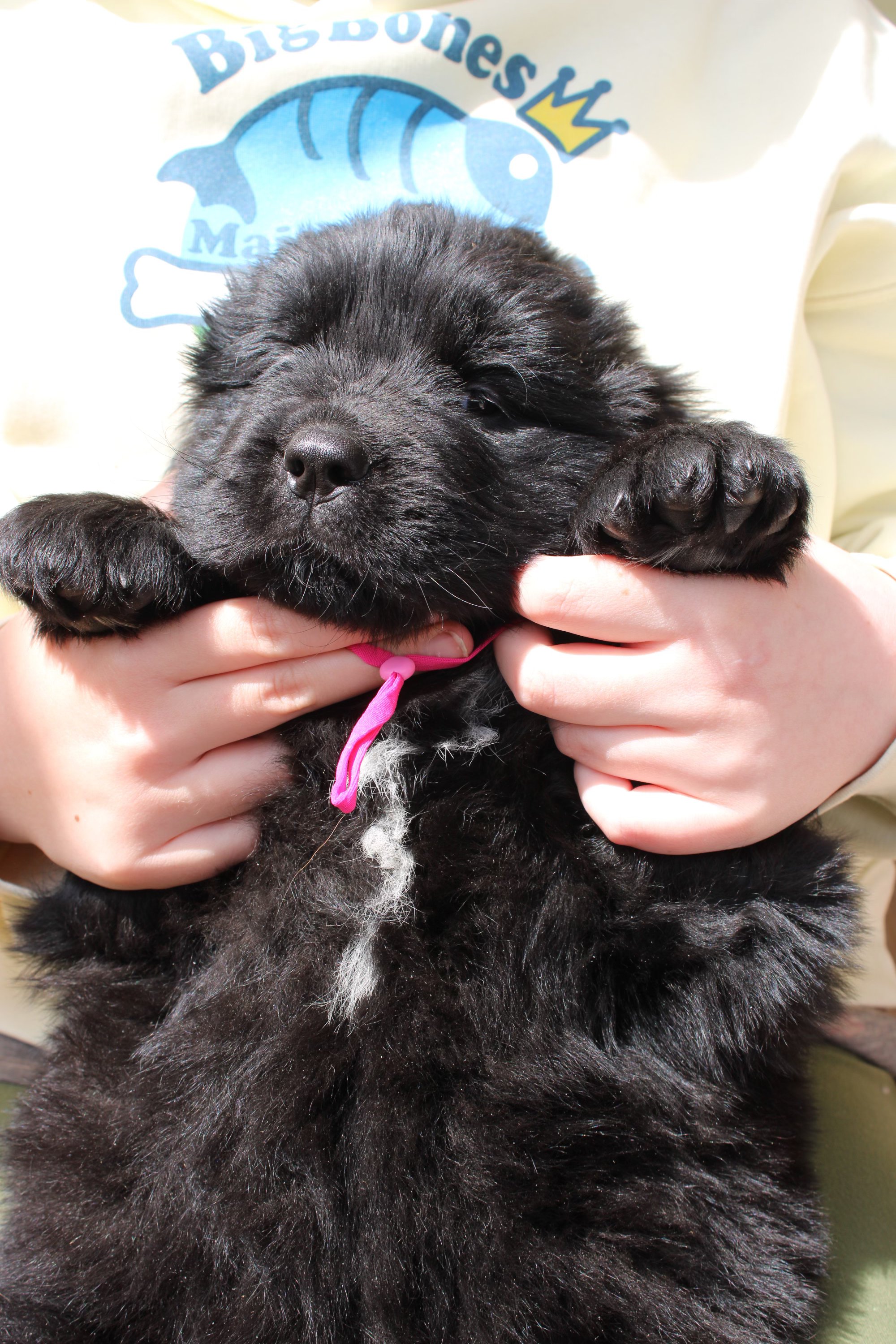 A small black Newfie puppy with fluffy fur and a white patch on its chest, being gently held by hands, with a background showing part of a white shirt with a fish and crown design.