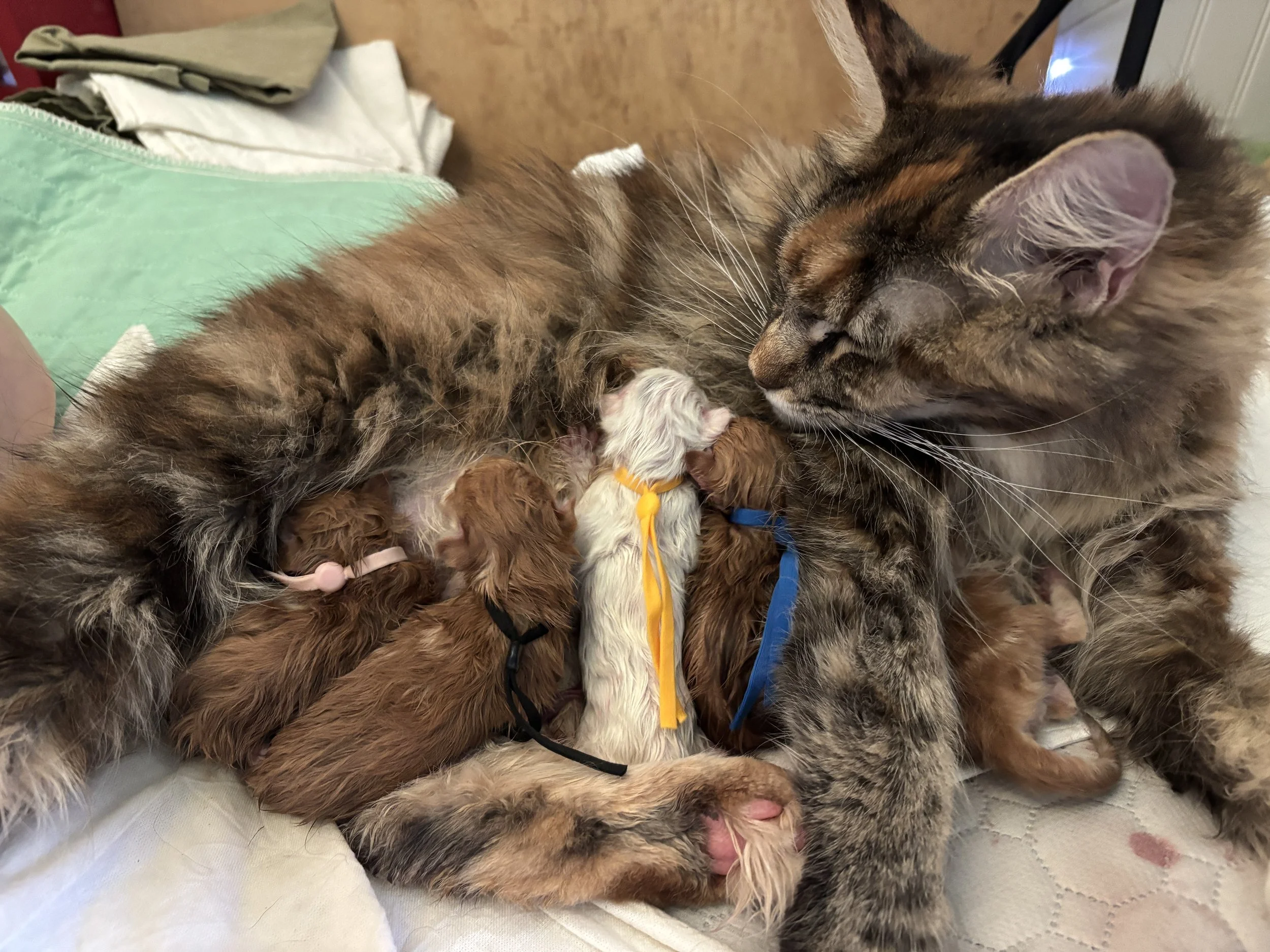 A large, fluffy Maine Coon cat nursing newborn kittens of various colors, each with a colored ribbon collar, on a white quilted surface.