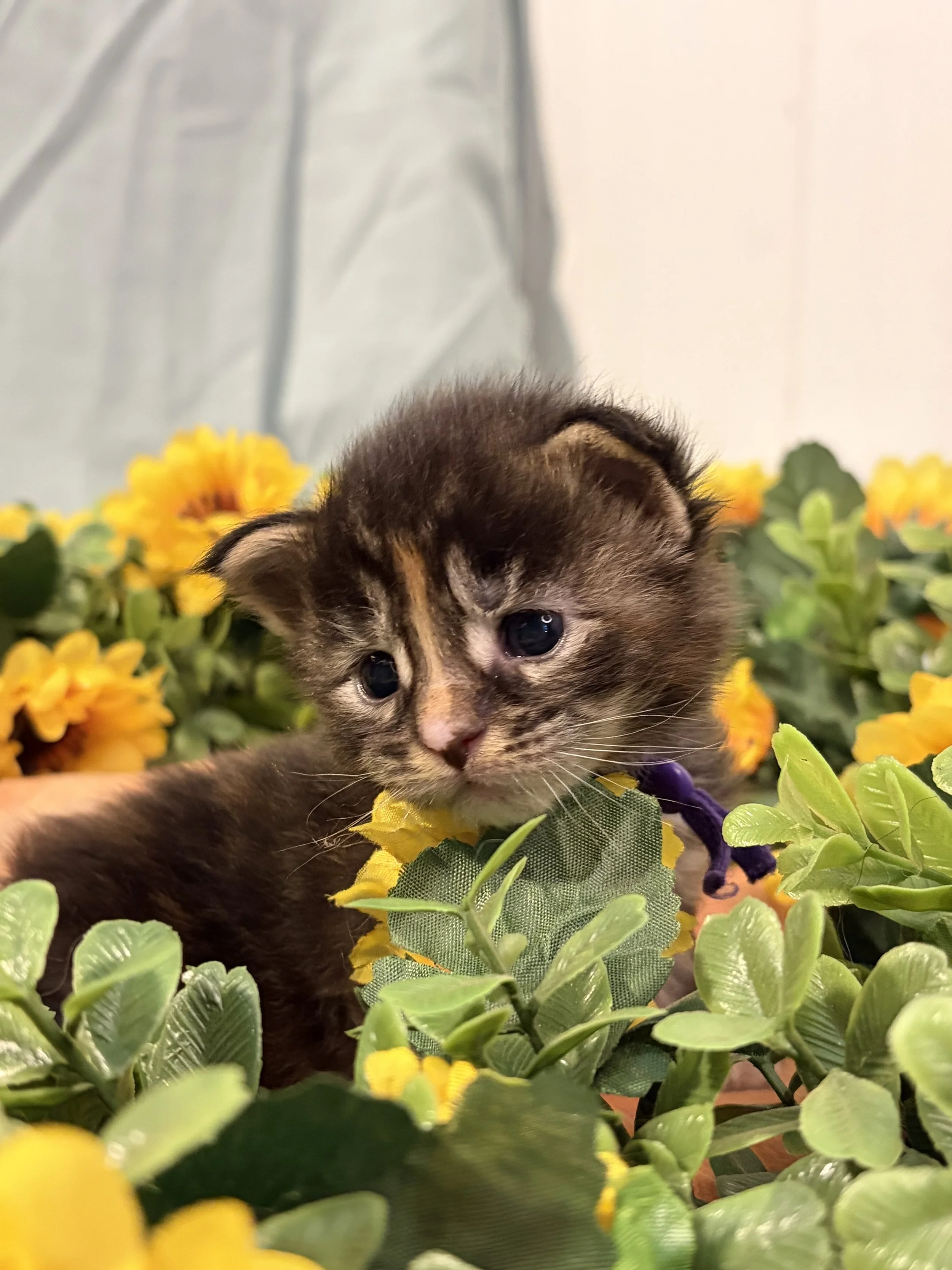 Close-up of a playful Maine Coon kitten with blue eyes among green leaves and yellow flowers.