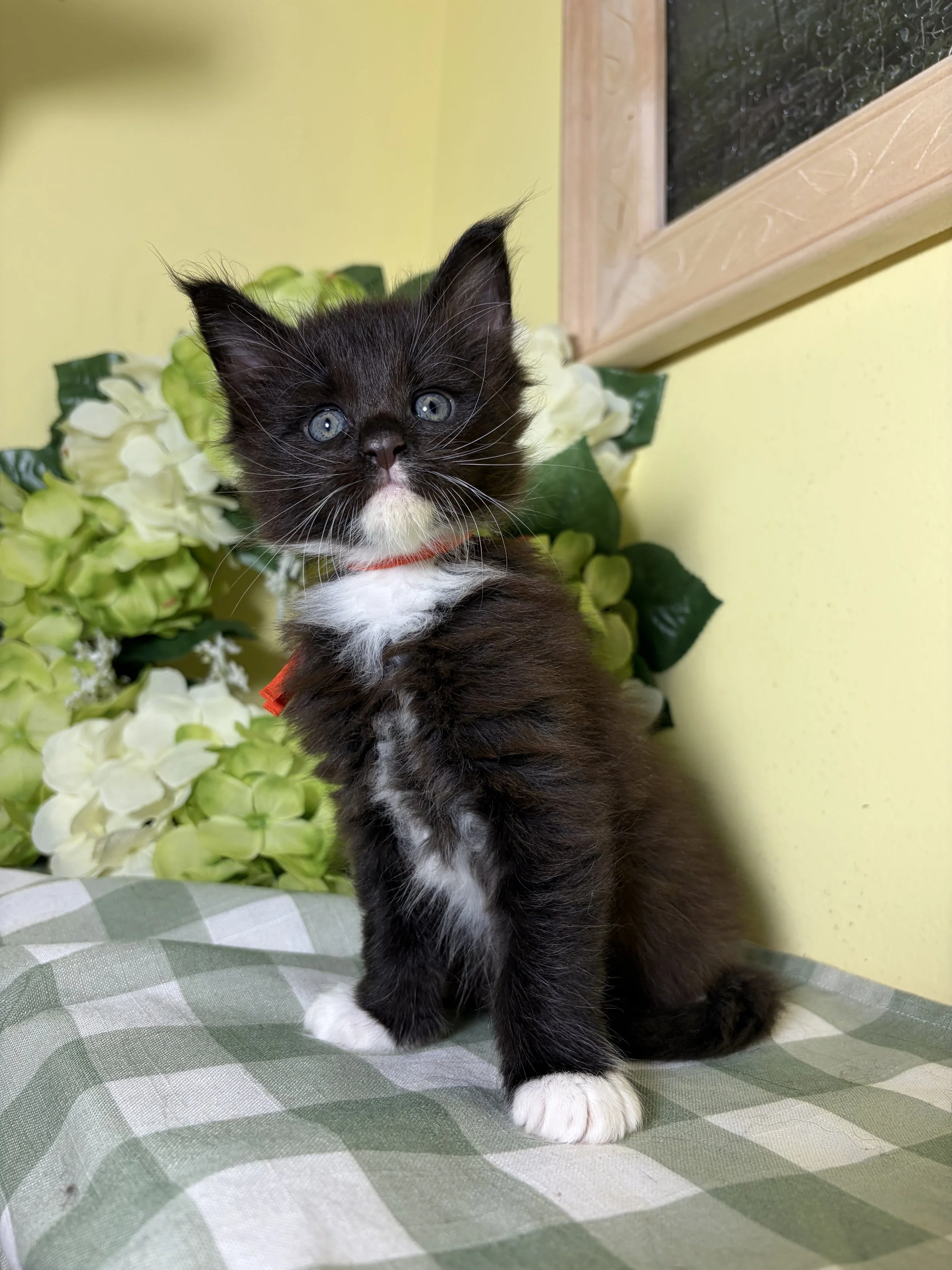 A black and white Maine Coon kitten with blue eyes sitting on a green checkered surface with a background of green foliage and a yellow wall.