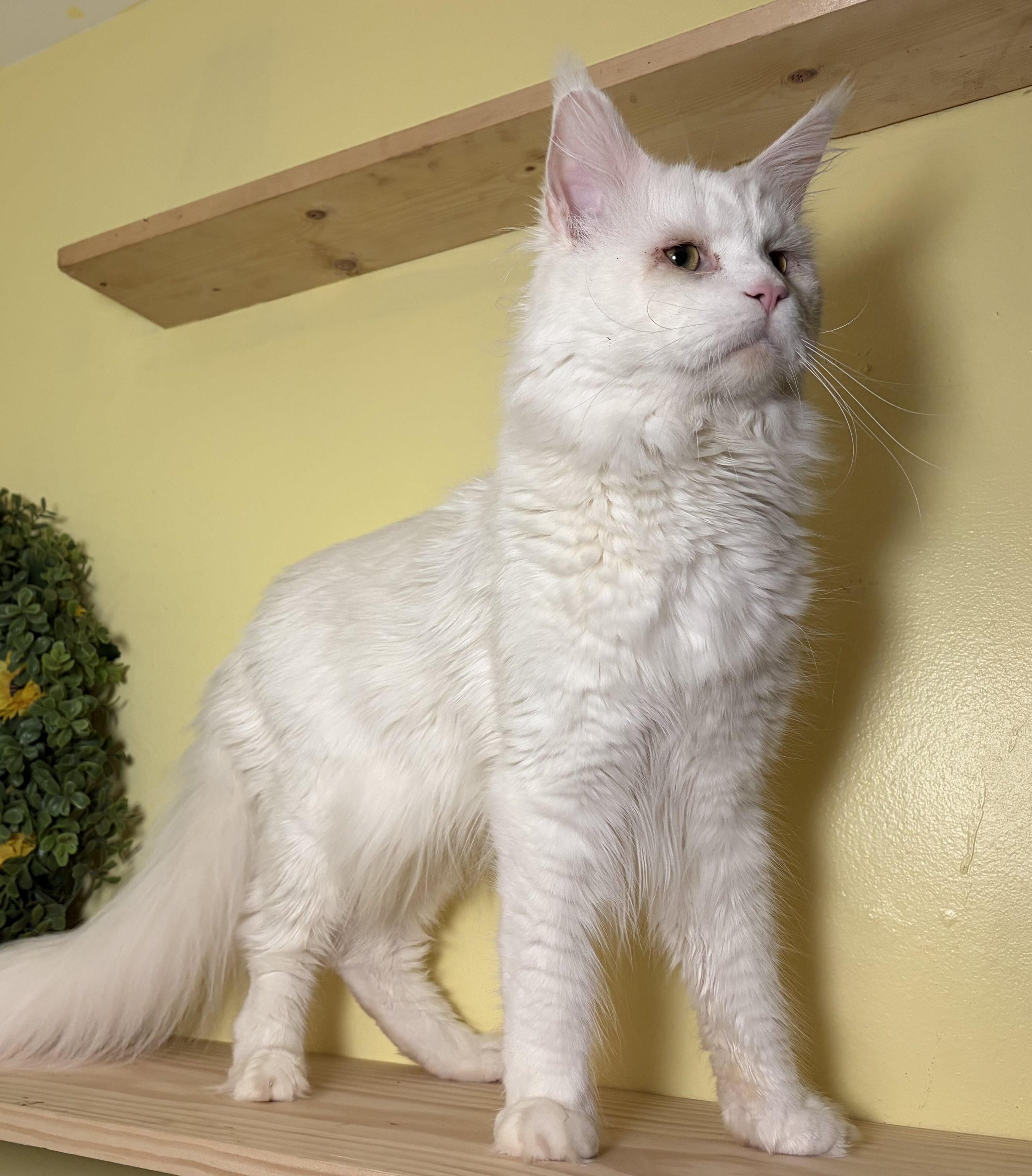 A white fluffy Maine Coon cat with light-colored eyes and pink nose standing on a wooden surface against a yellow wall.