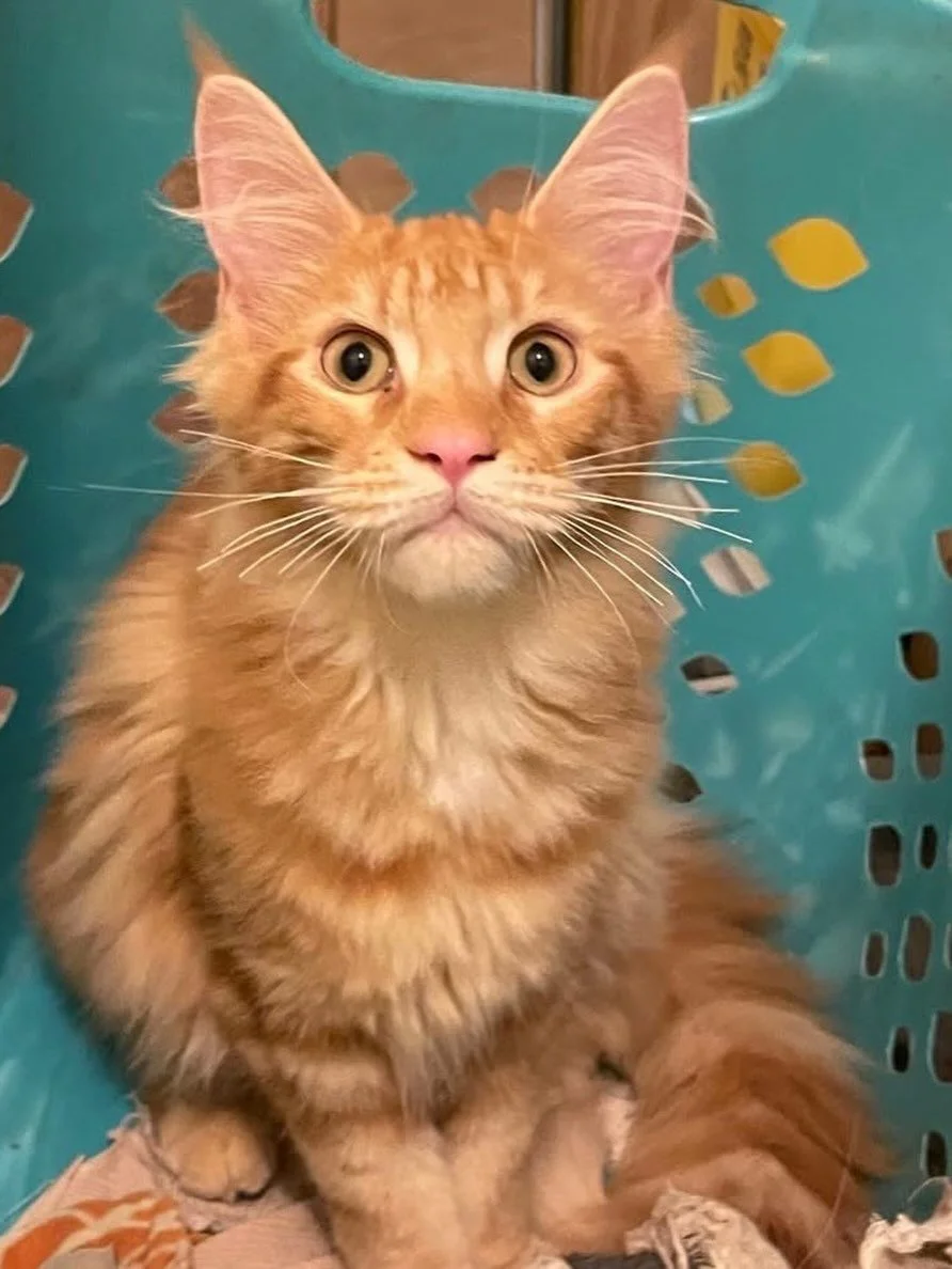 An orange Maine Coon kitten with bright eyes sitting inside a blue laundry basket.