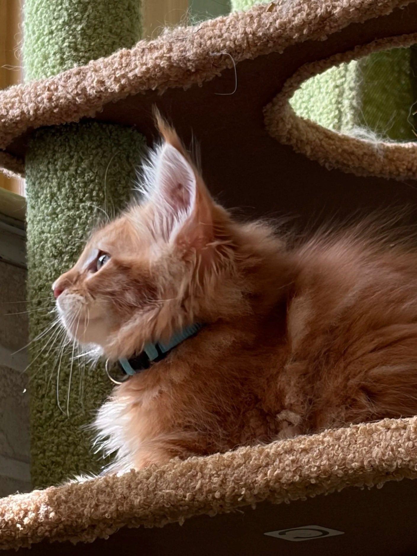 A Maine Coon kitten lying on a cozy brown and green carpeted surface, viewed from the side with its head resting on the surface, wearing a blue collar.
