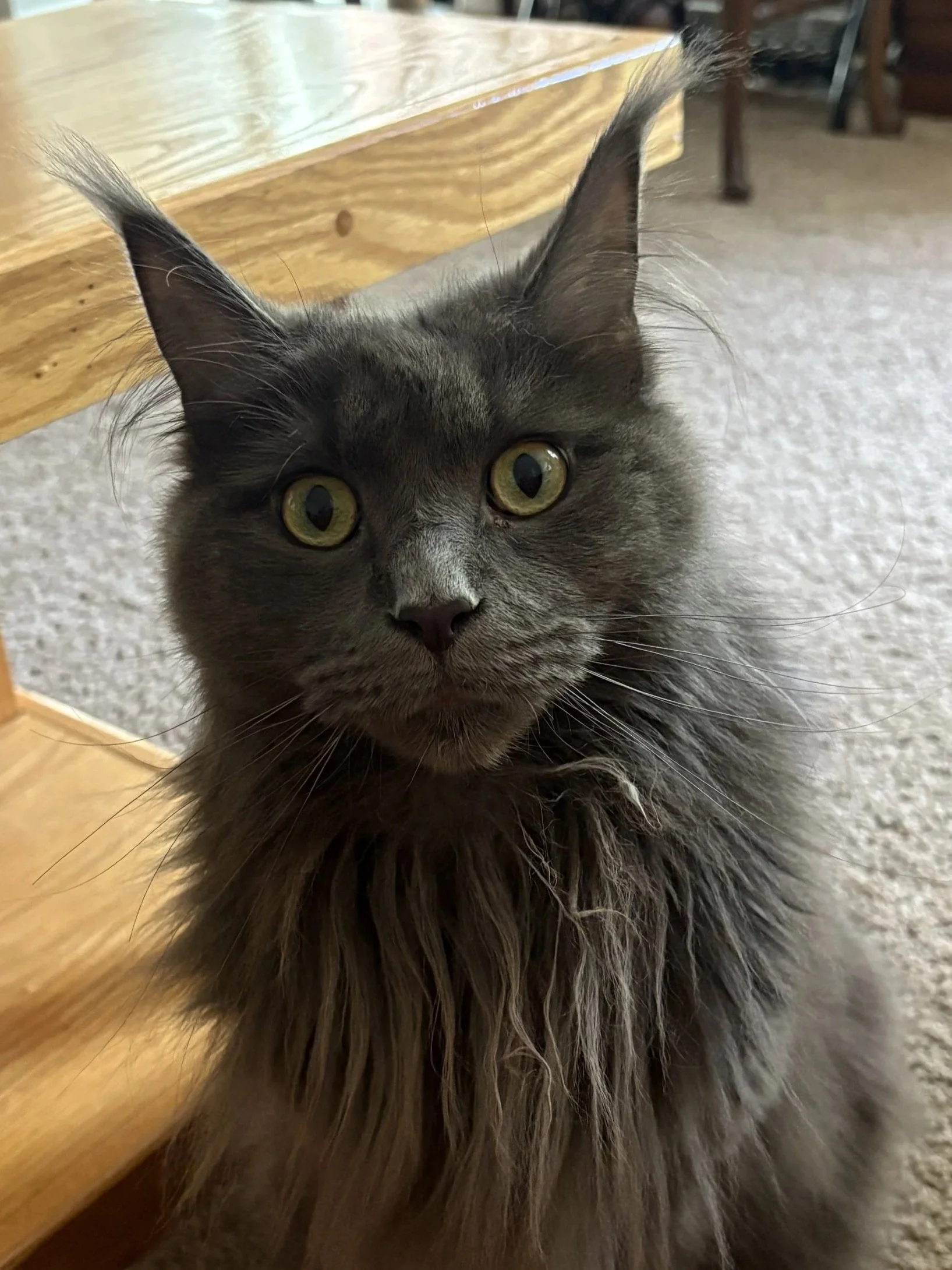 Close-up of a gray, fluffy Maine Coon cat with striking yellow-green eyes and pointed ears, lying on a beige carpet near a wooden table.