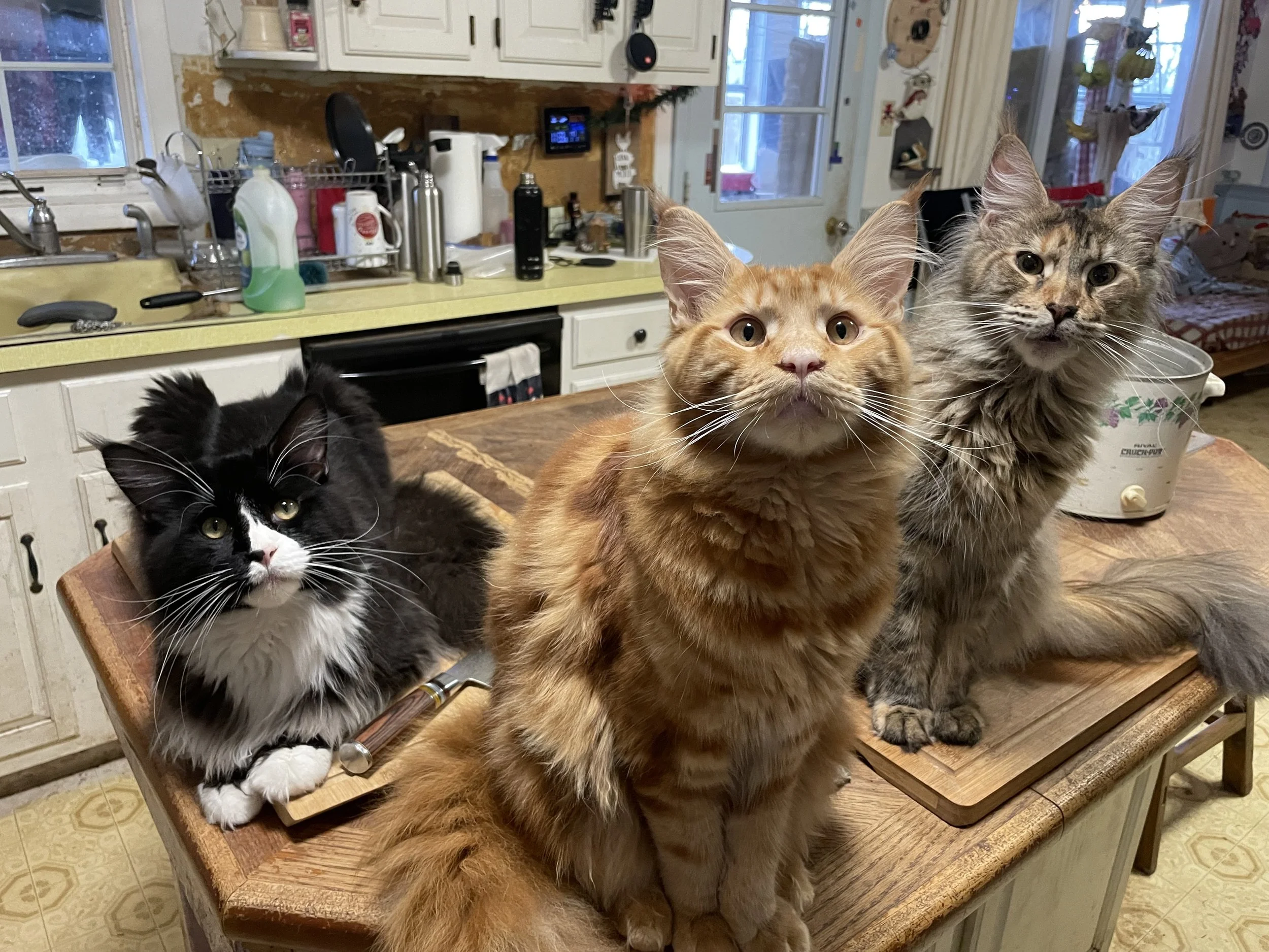 Maine Coons hanging out in the kitchen