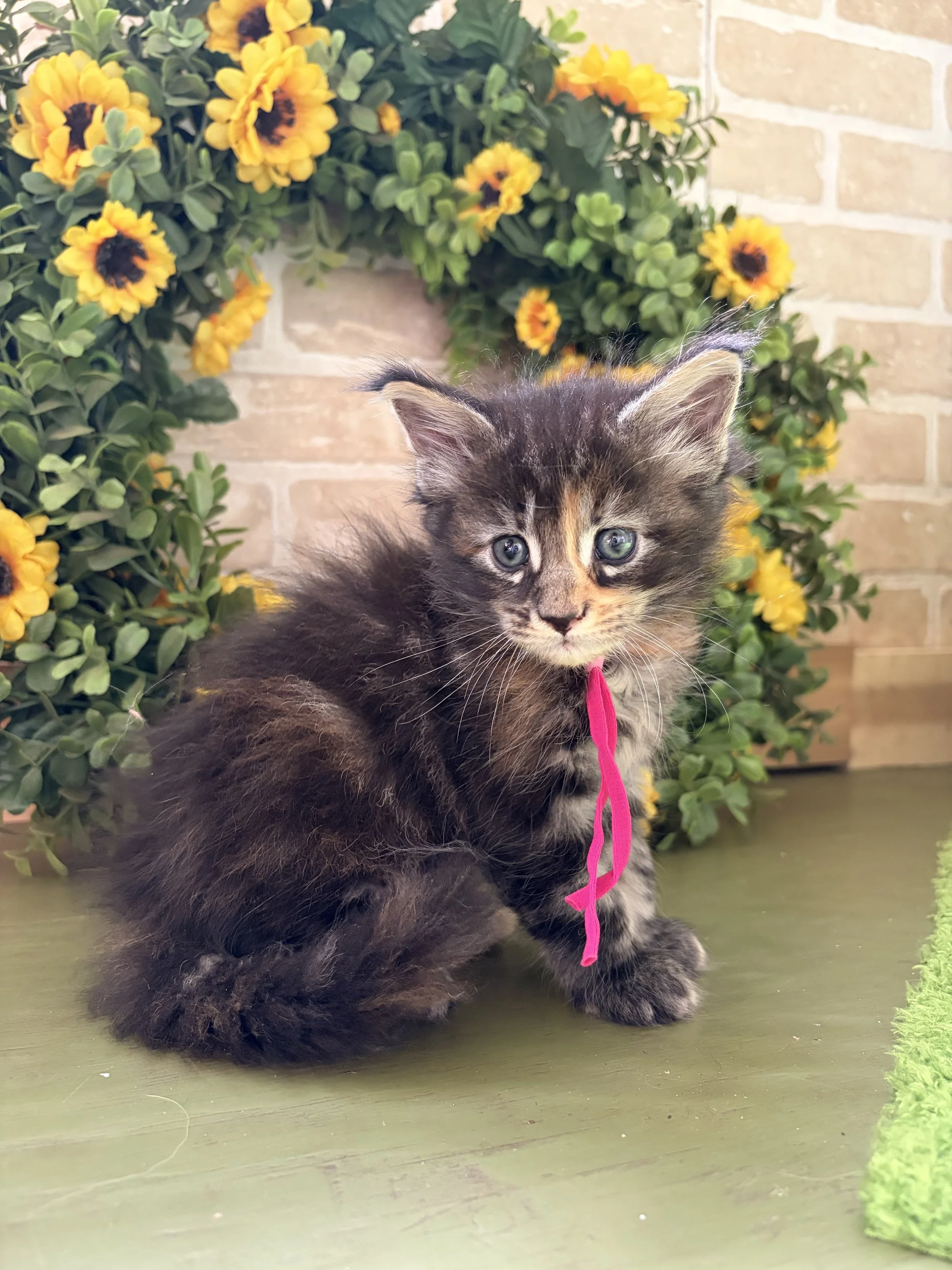 A black and brown Maine Coon kitten with striking blue eyes sitting on a green surface in front of a brick wall and yellow flowers.