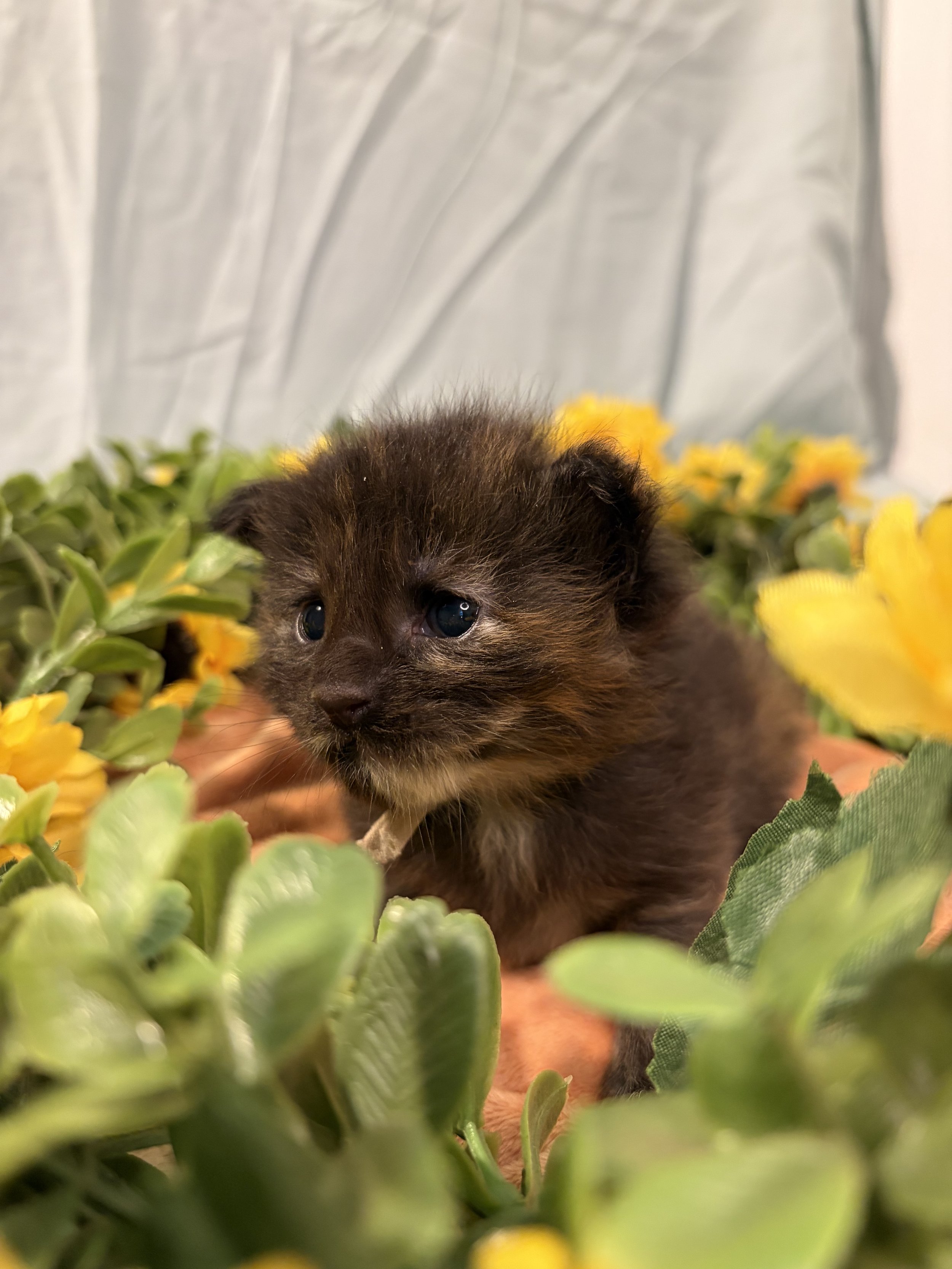 A tiny, fluffy Maine Coon kitten with blue eyes surrounded by green foliage and yellow flowers.
