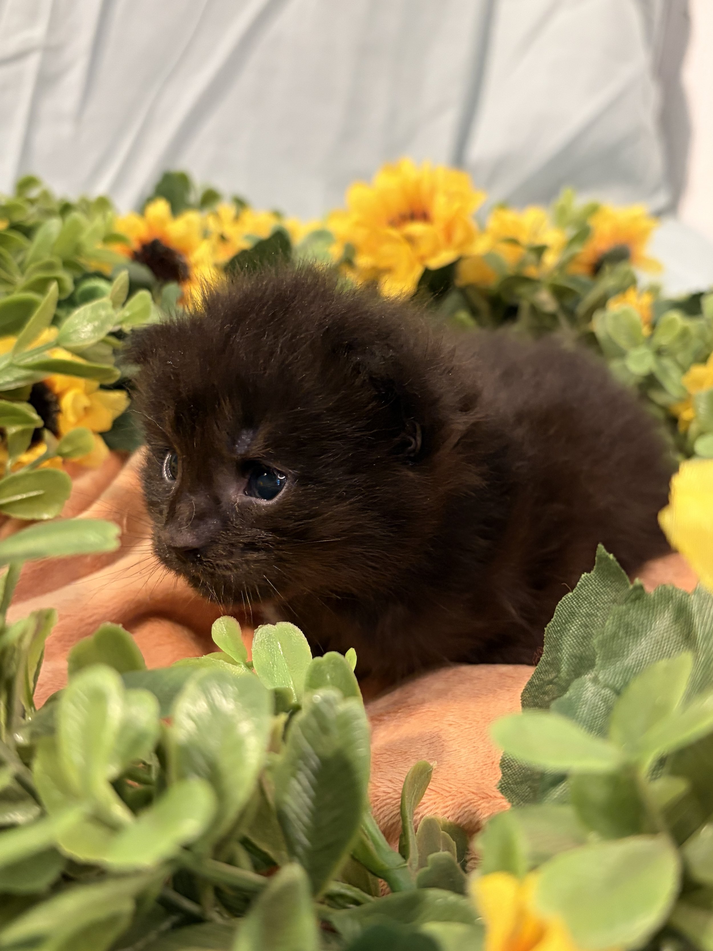 A small black Maine Coon kitten nestled among green plants and yellow flowers.