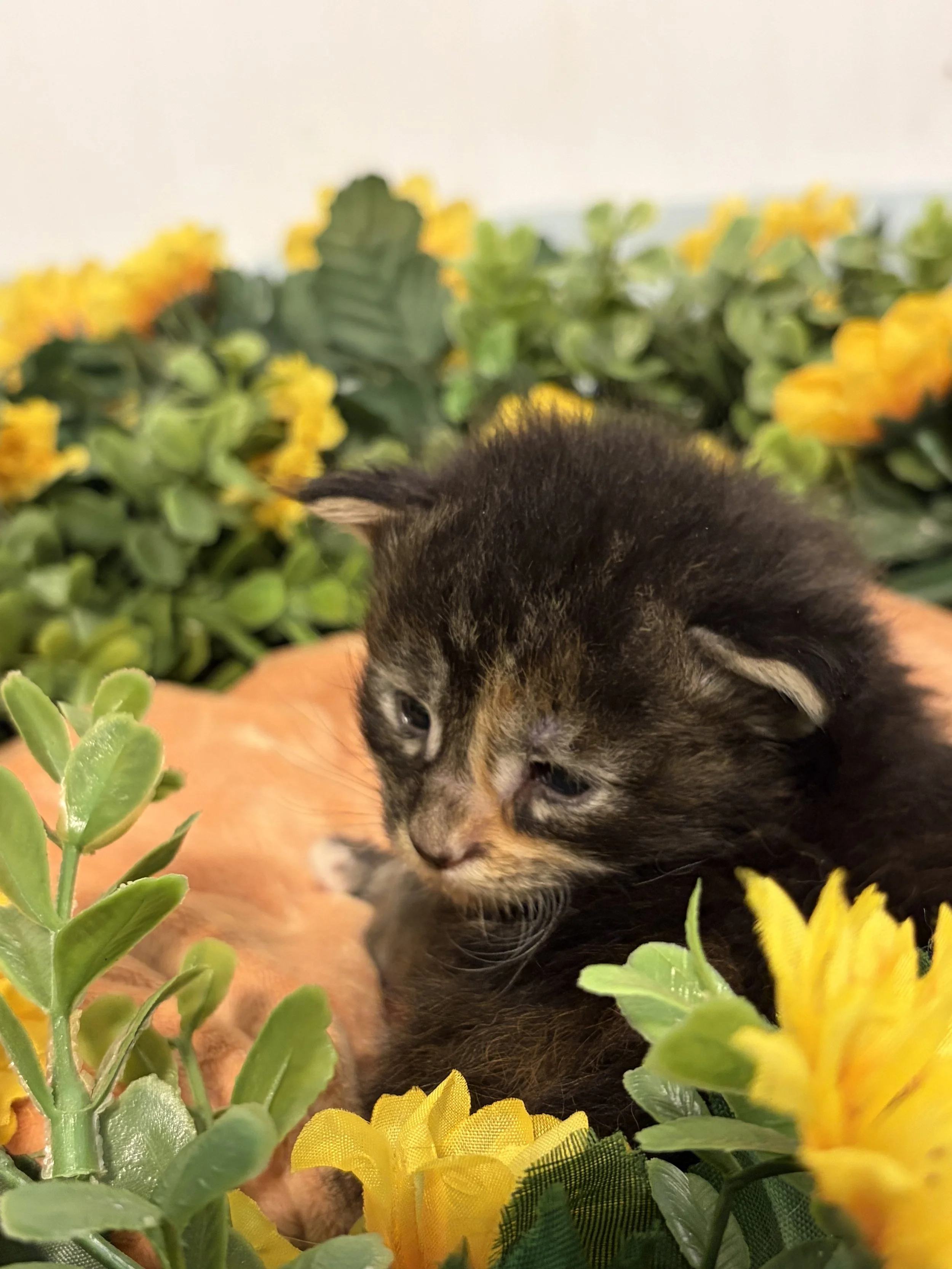 A Maine Coon kitten surrounded by yellow flowers and green foliage.