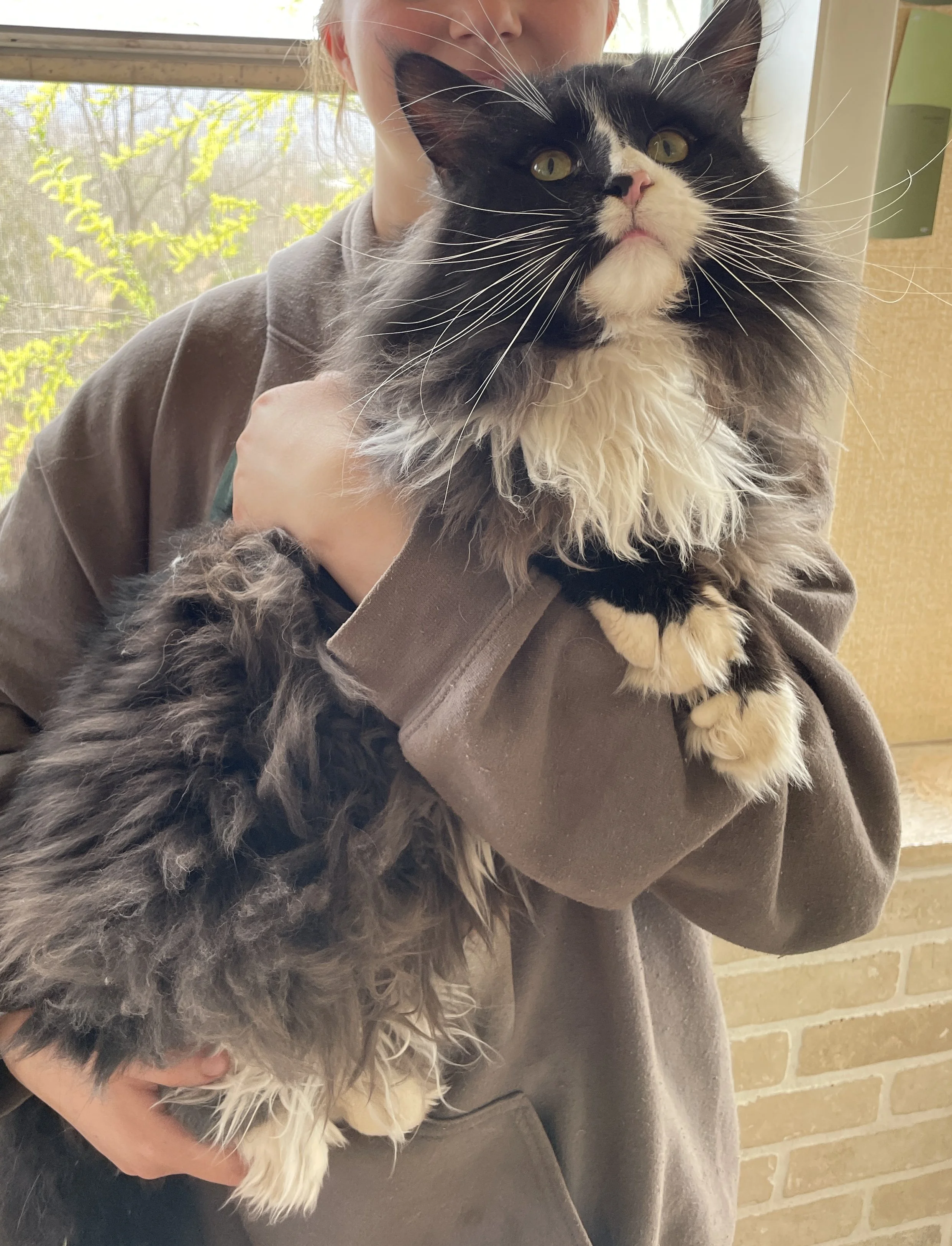 Person holding a black and white Maine Coon cat with yellow eyes indoors near a window with green foliage outside.