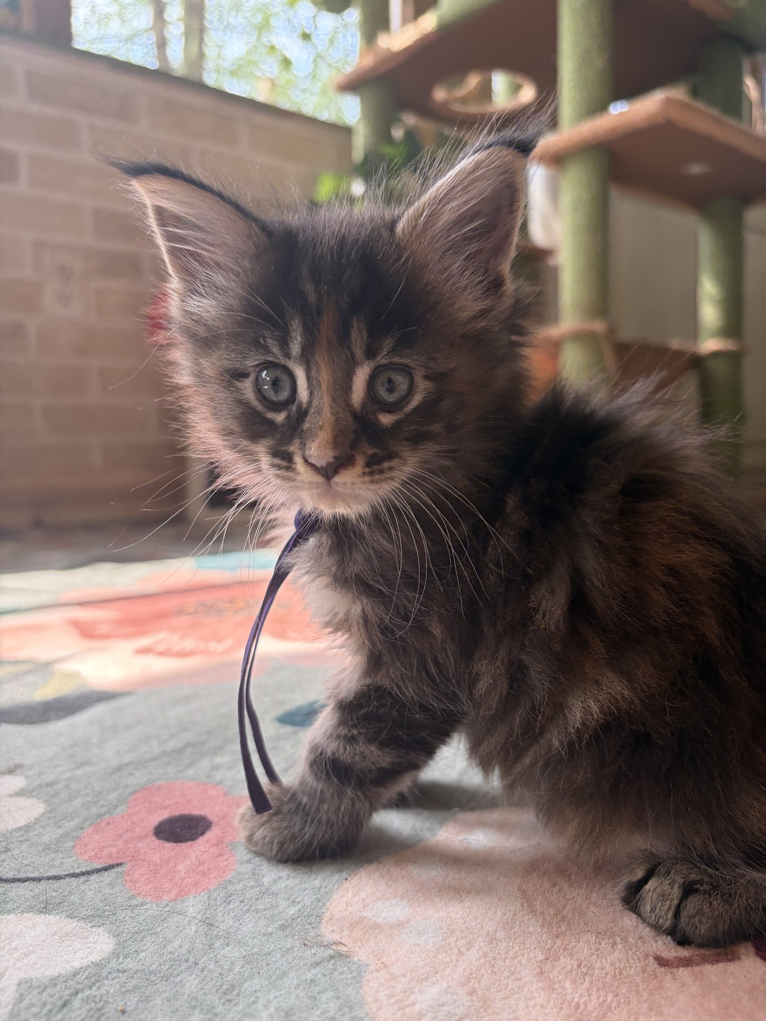 Close-up of a cute Maine Coon Tortie kitten with piercing eyes standing on a colorful patterned carpet indoors, with a cat tree and brick wall in the background.